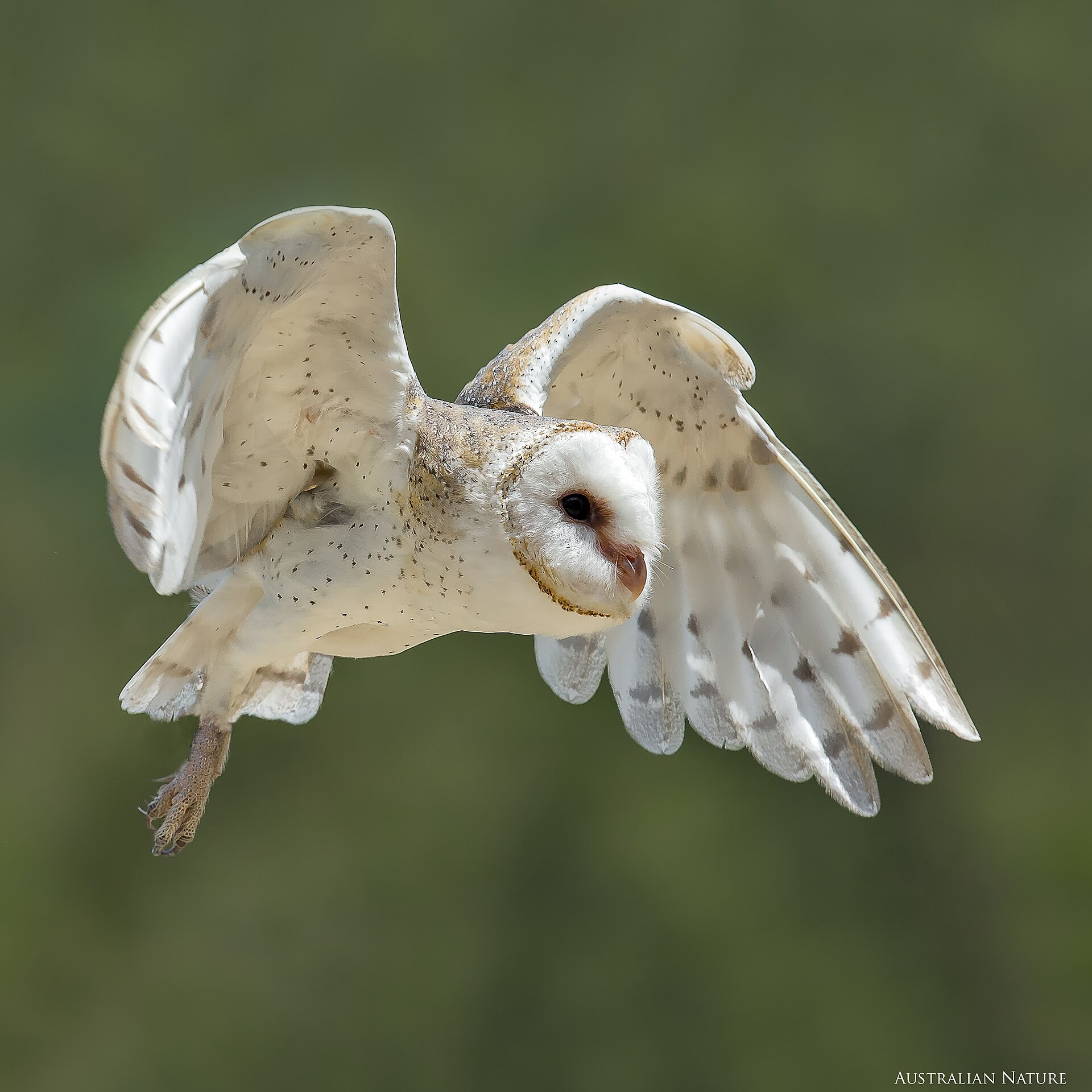 Eastern Barn Owl taking flight in Australia