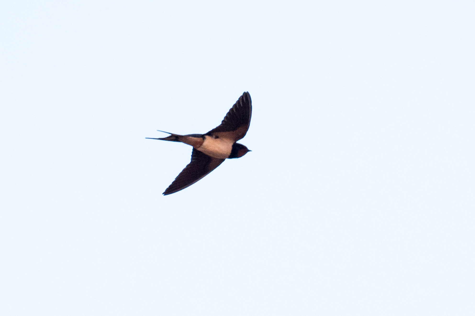 Eastern red-rumped swallow in flight