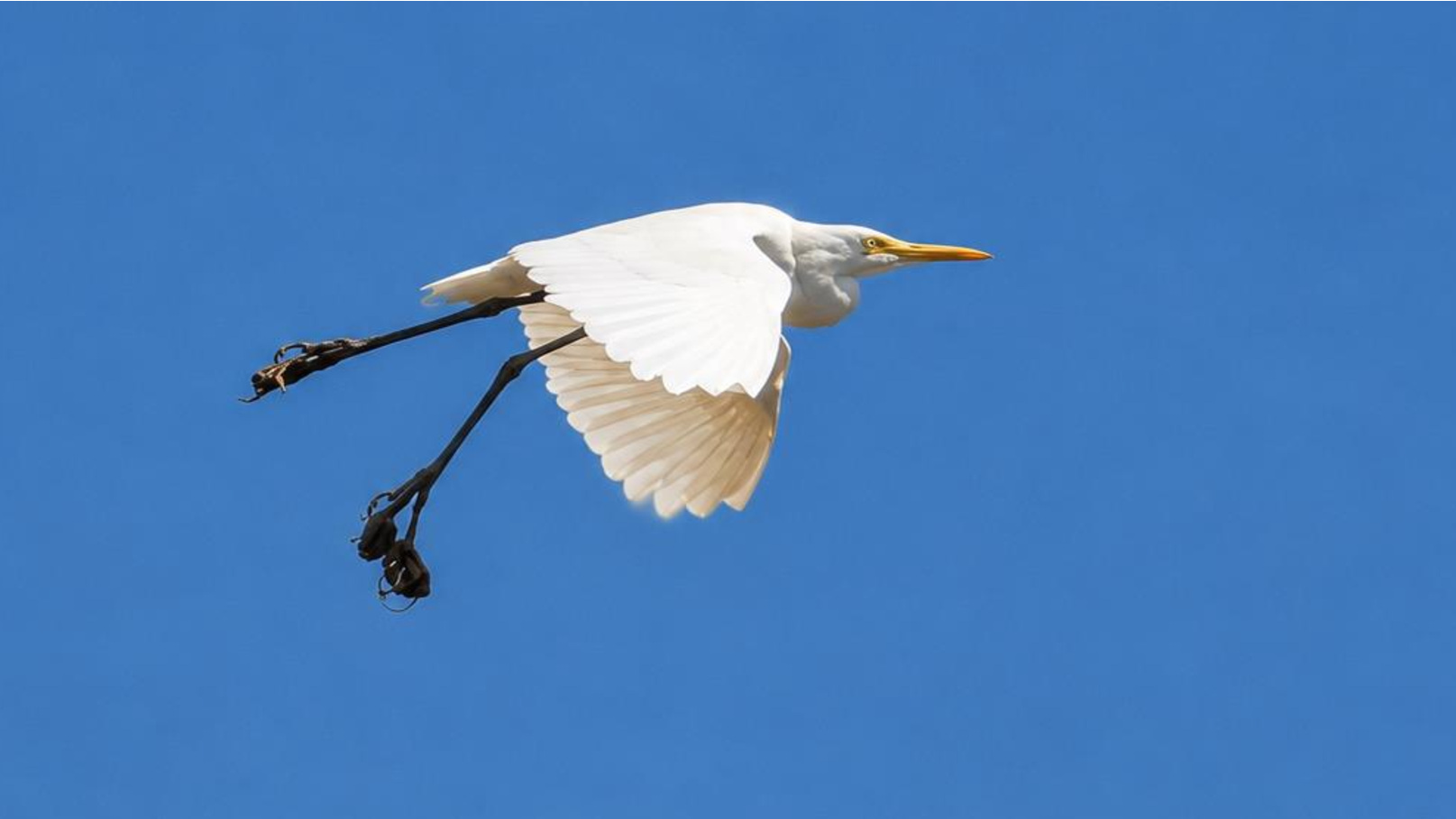Eastern cattle egret in flight showing fused toes and bilateral foot deformities