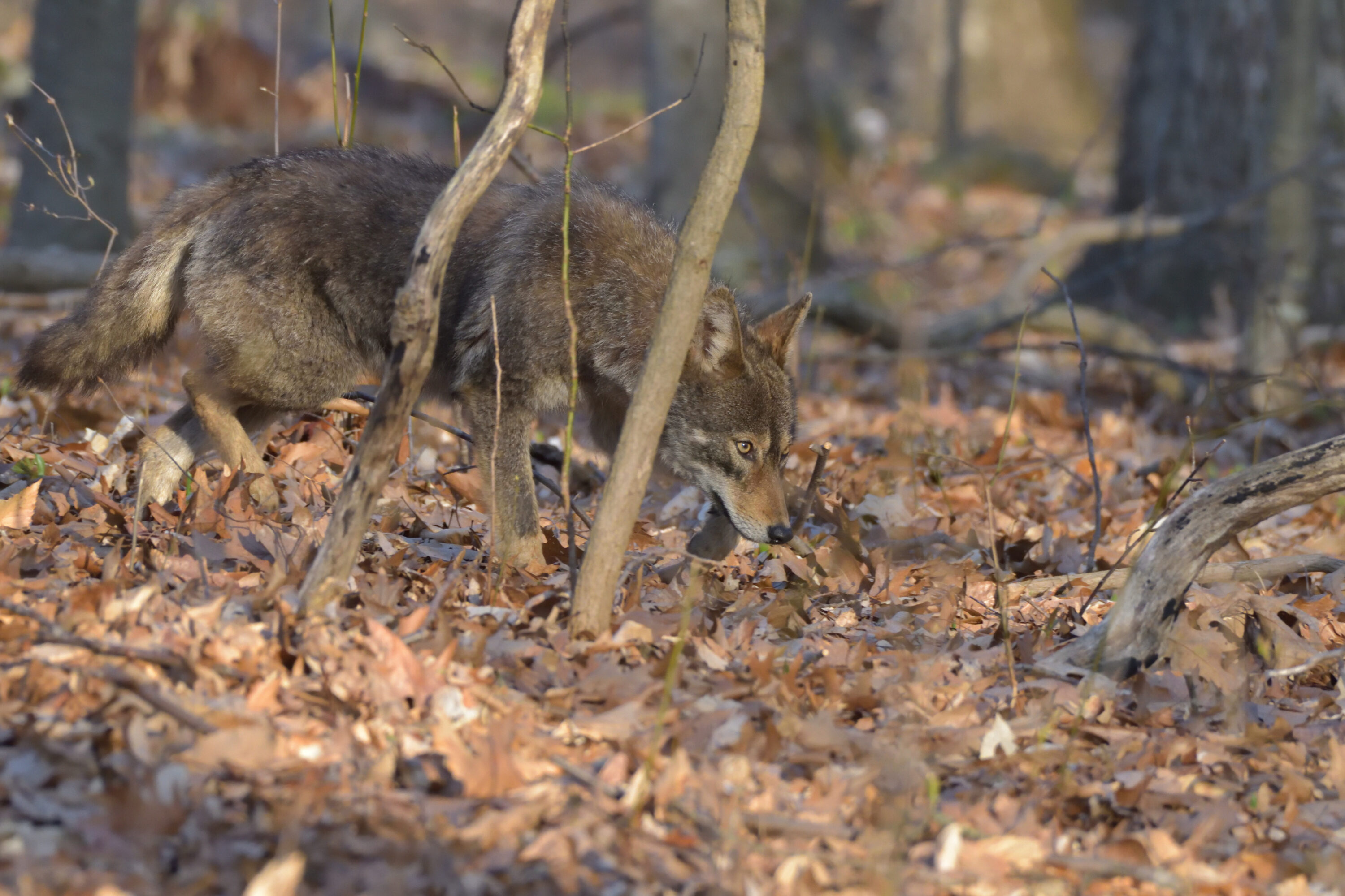 Eastern coyote moving through a deciduous forest in Connecticut