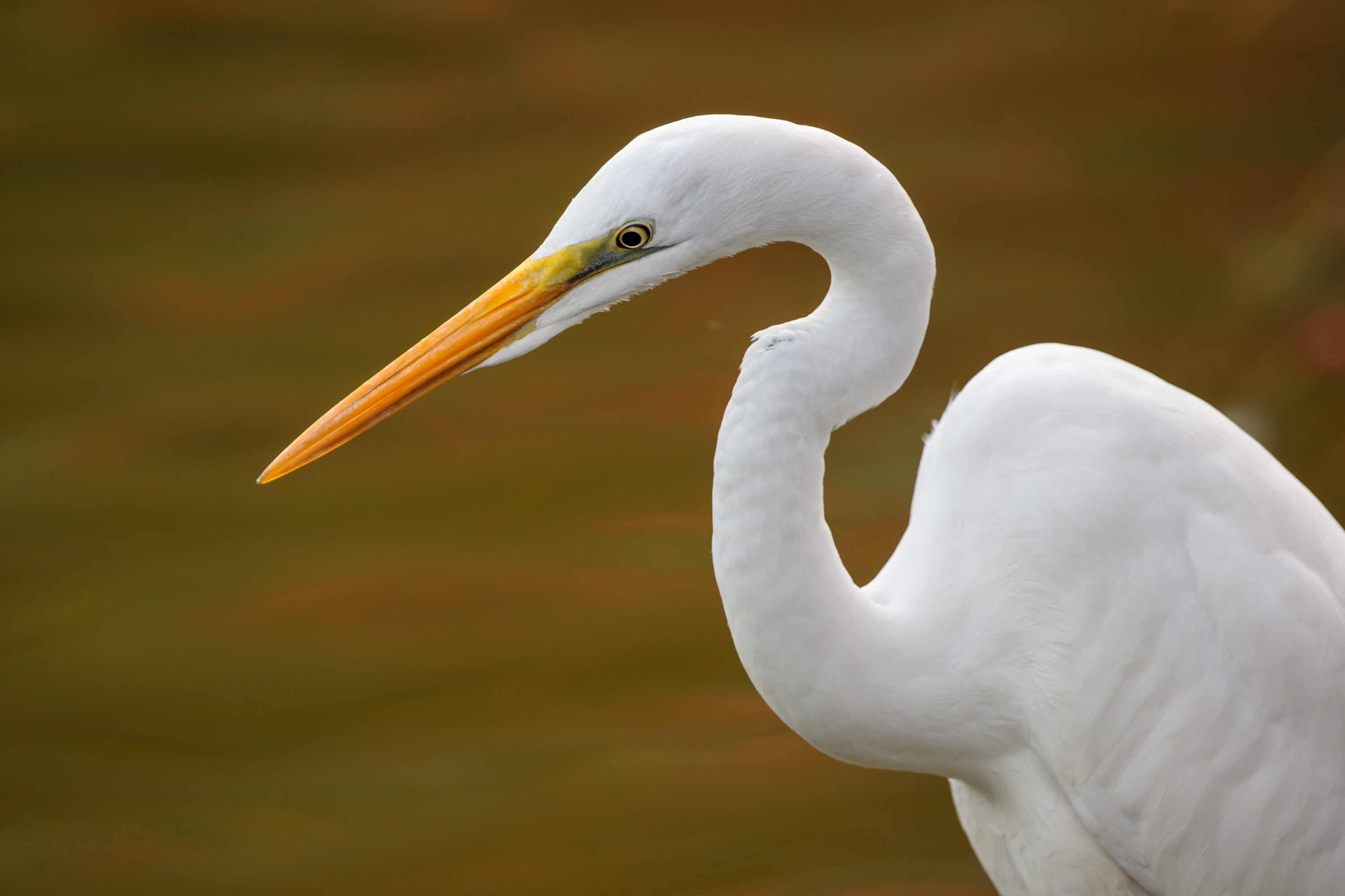 Close-up of an eastern great egret in Osaka, Japan