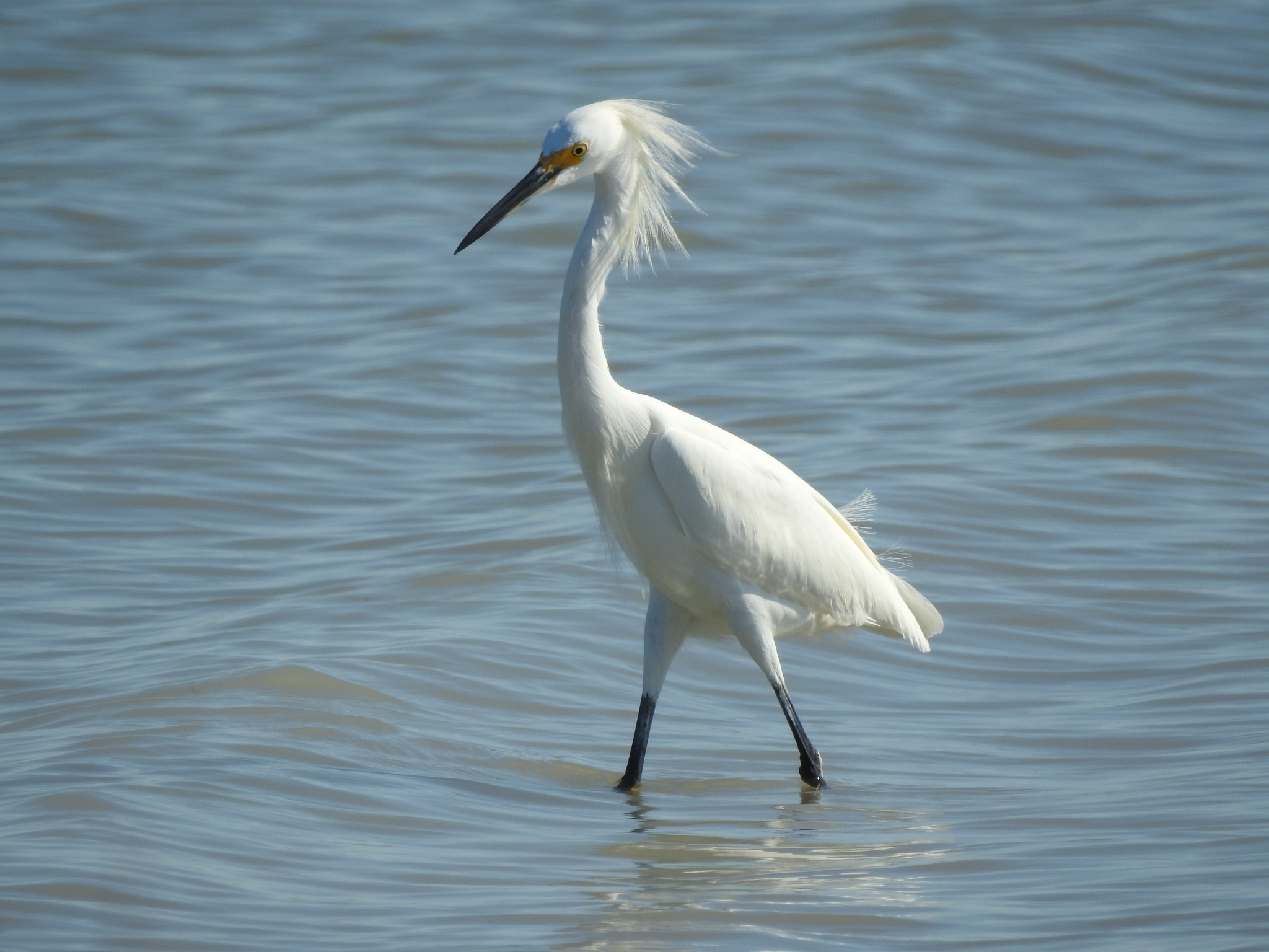 Snowy egret standing in shallow water