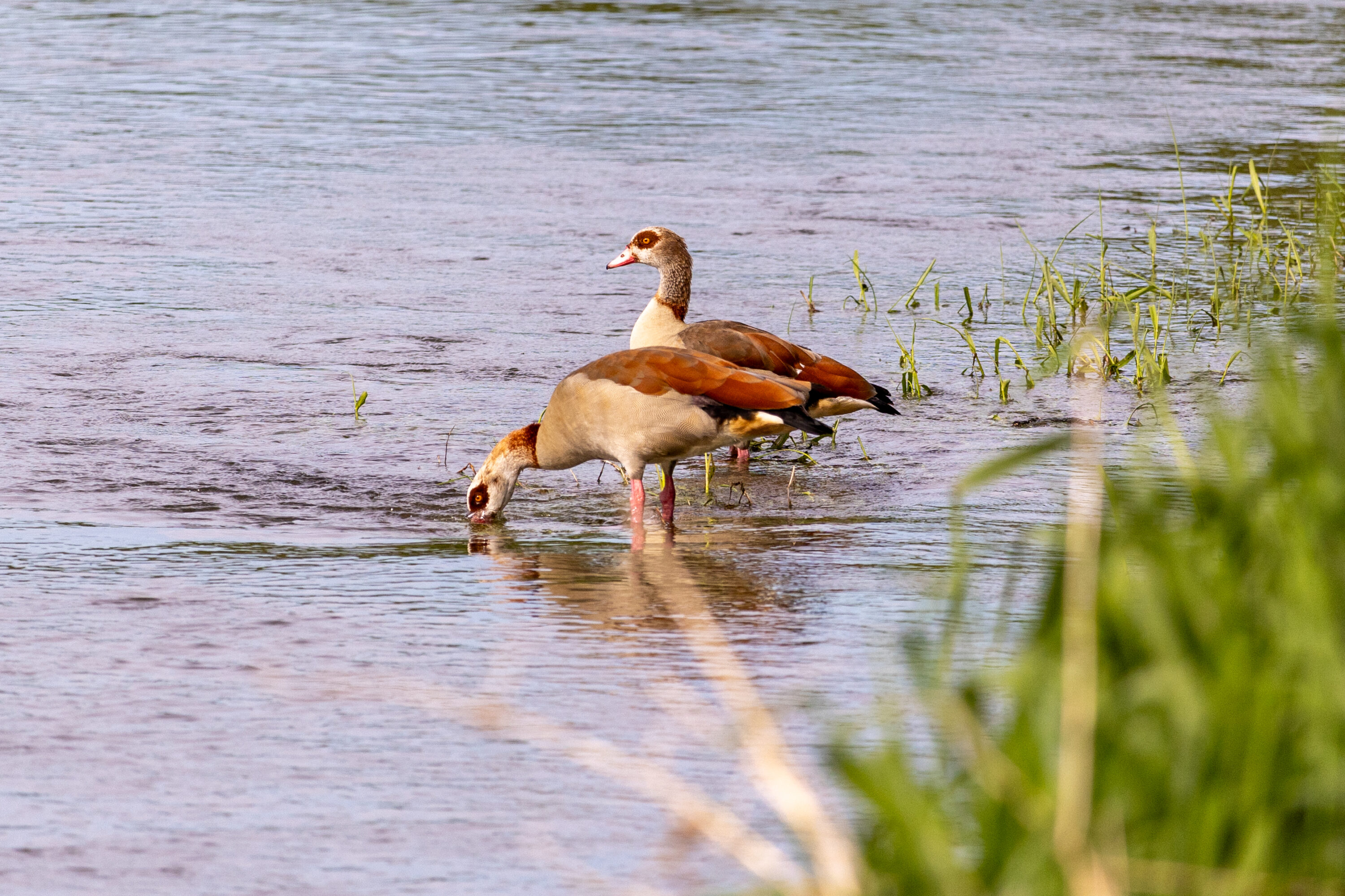 Two Egyptian geese standing and feeding in shallow water in Germany