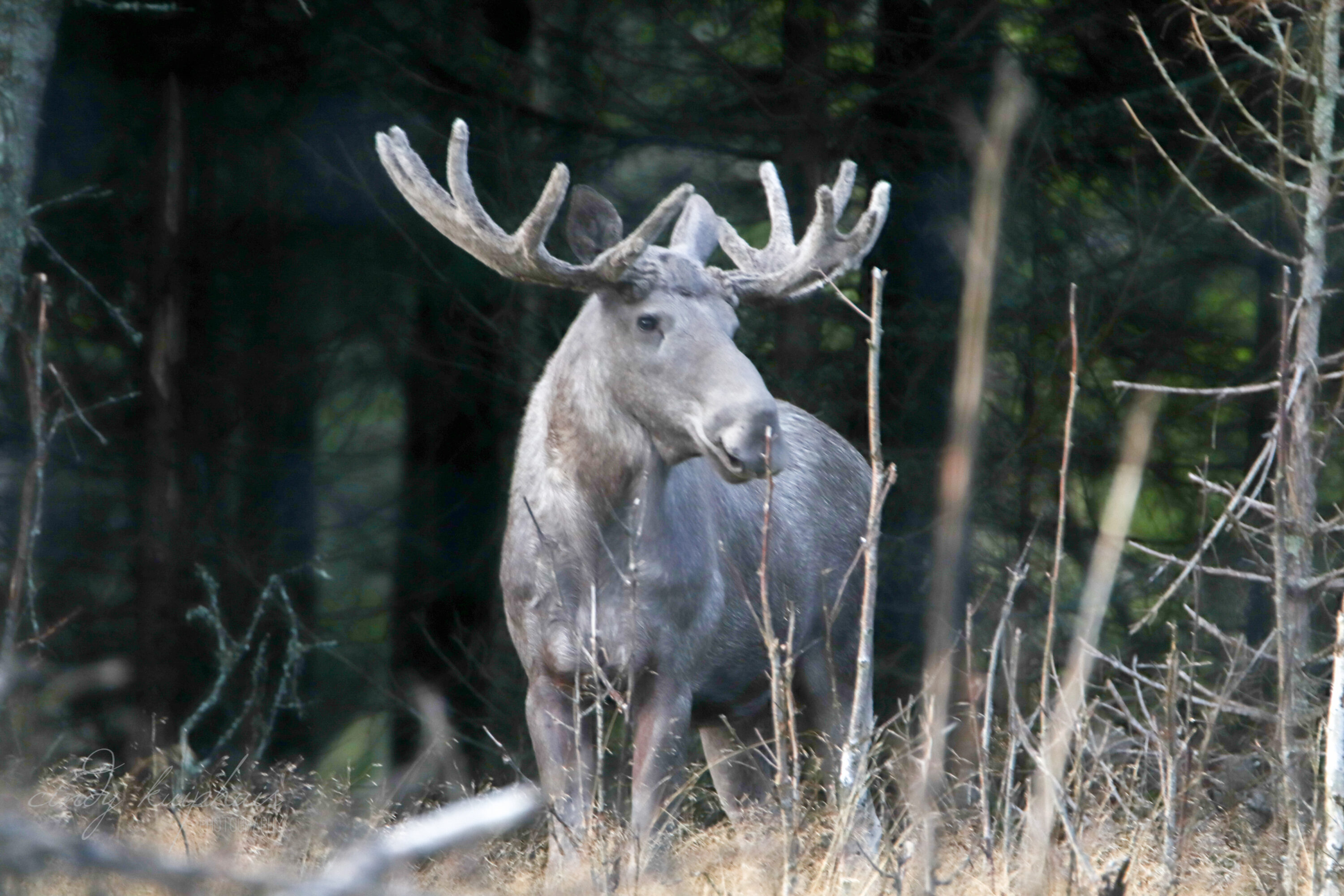Moose standing among young and mature trees in a Swedish forest