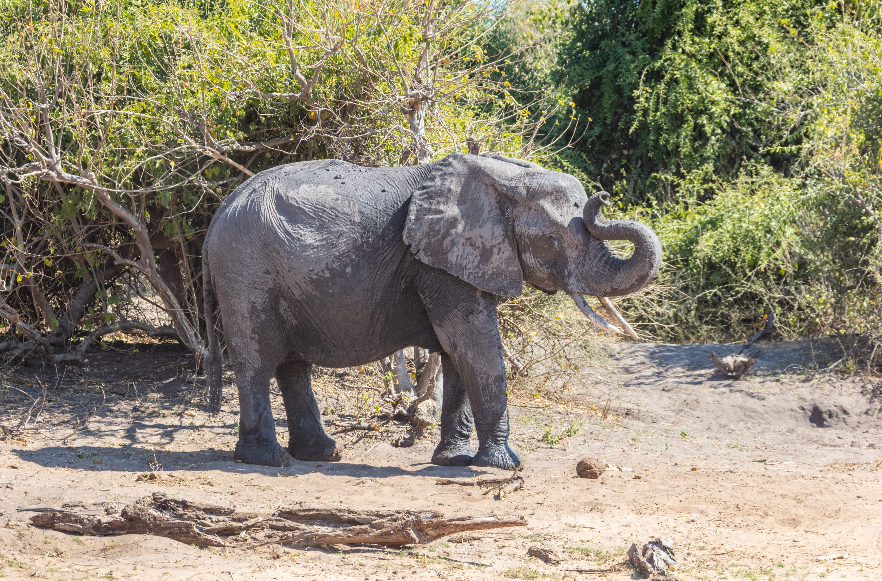 African bush elephant in Chobe National Park, Botswana