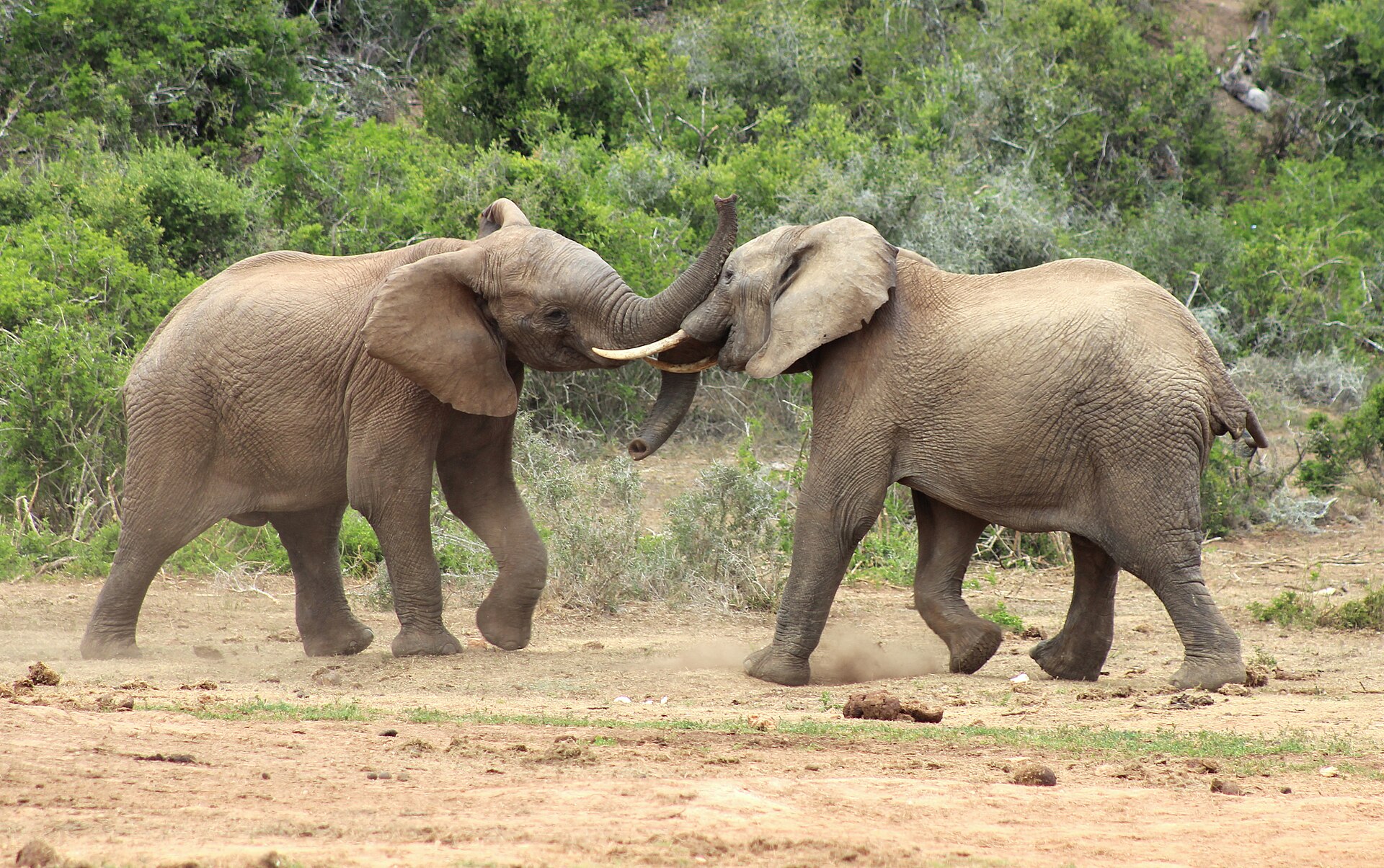 Two African bush elephants trunk wrestling in Addo Elephant National Park, South Africa