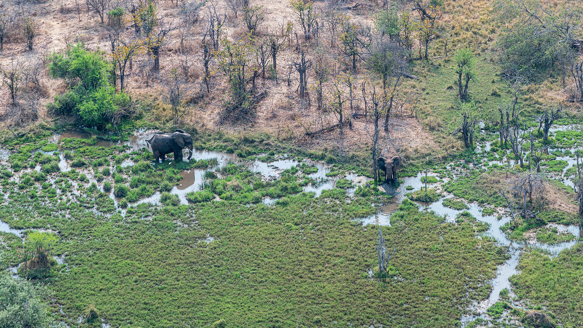 African elephants near Victoria Falls, Zimbabwe