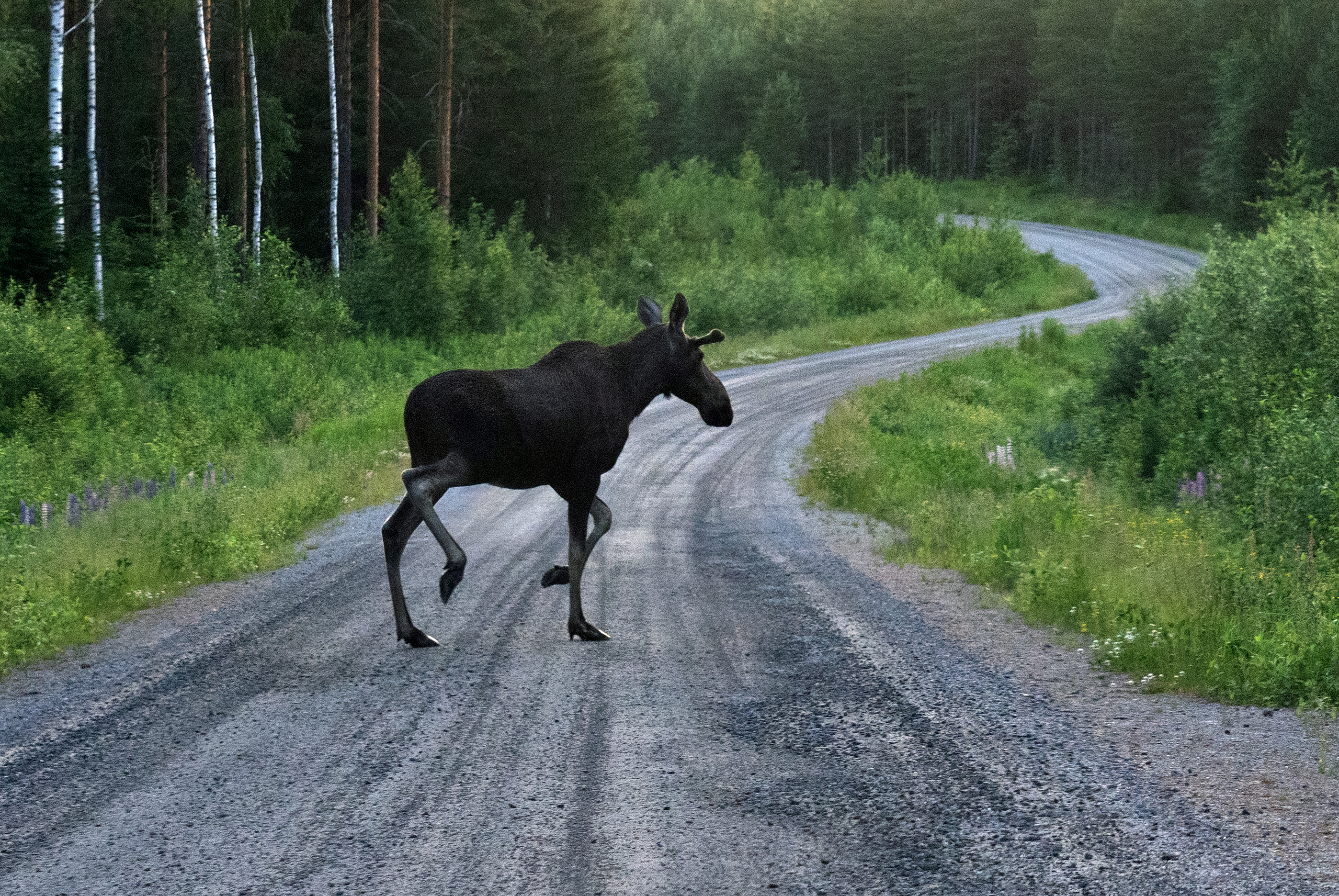 Wild moose crossing a forest road in Lappajärvi, Finland