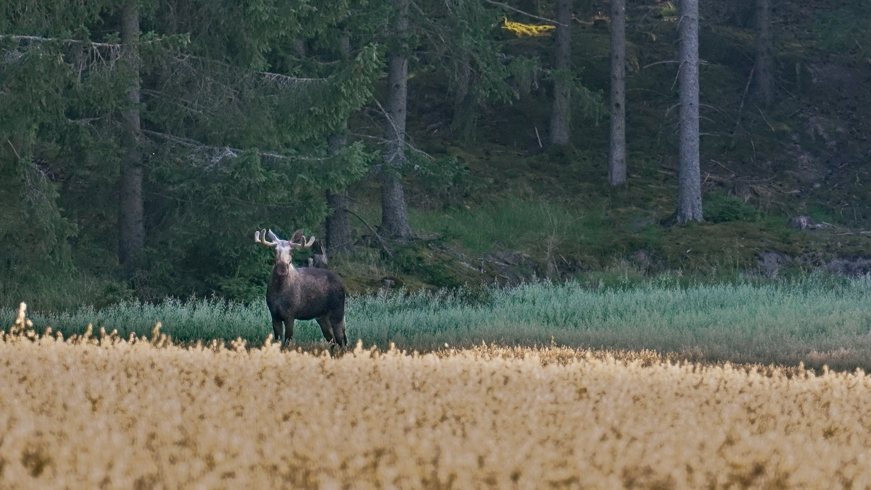 A wild Eurasian moose standing at the edge of a Swedish forest