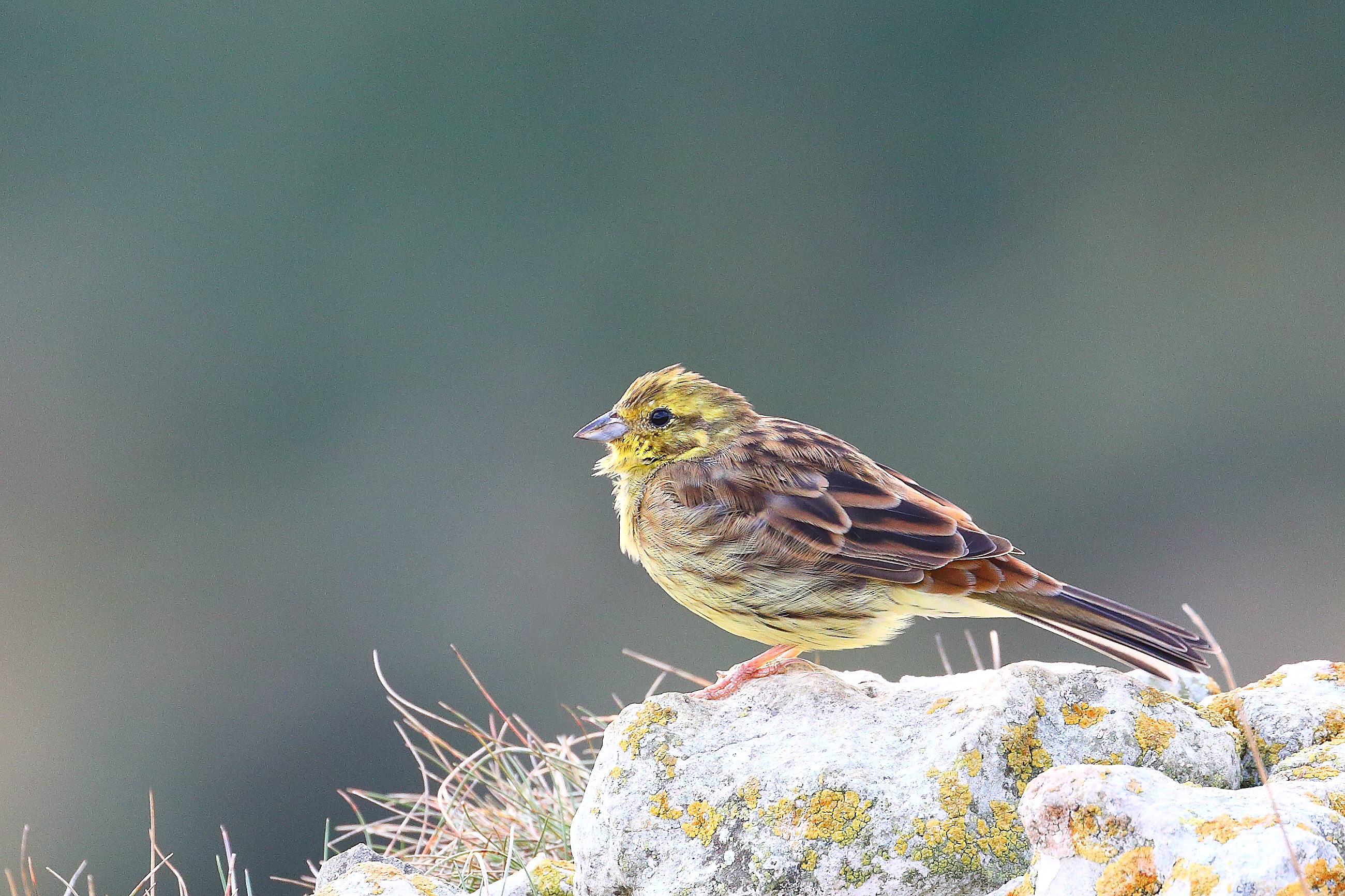 Yellowhammer at Ringstead Bay in the United Kingdom