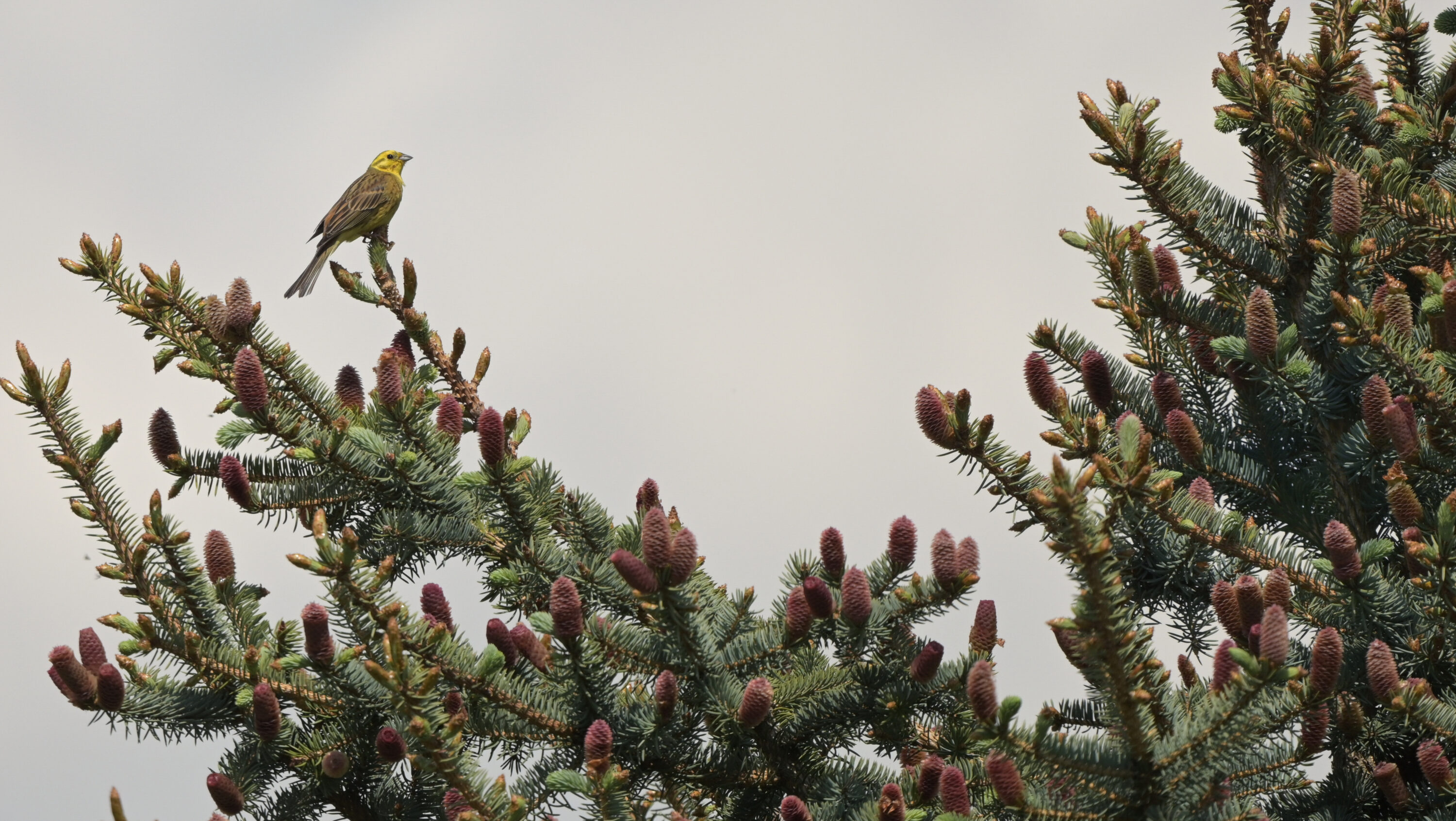 A yellowhammer perched among young conifers in a German agricultural plantation