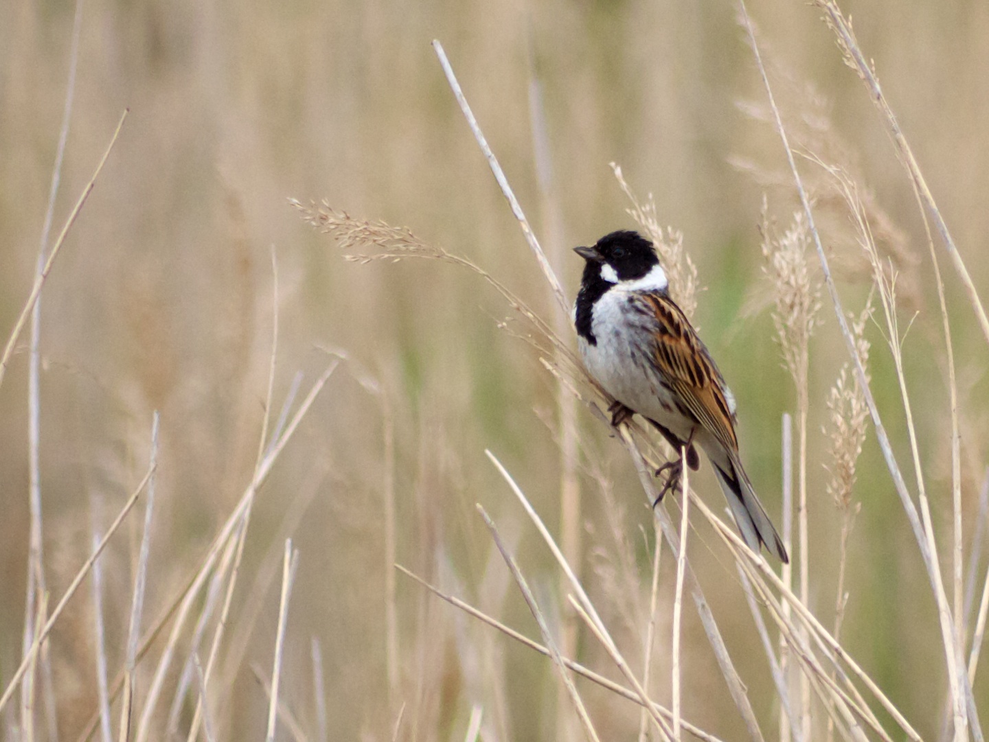 Male reed bunting perched among tall wetland vegetation