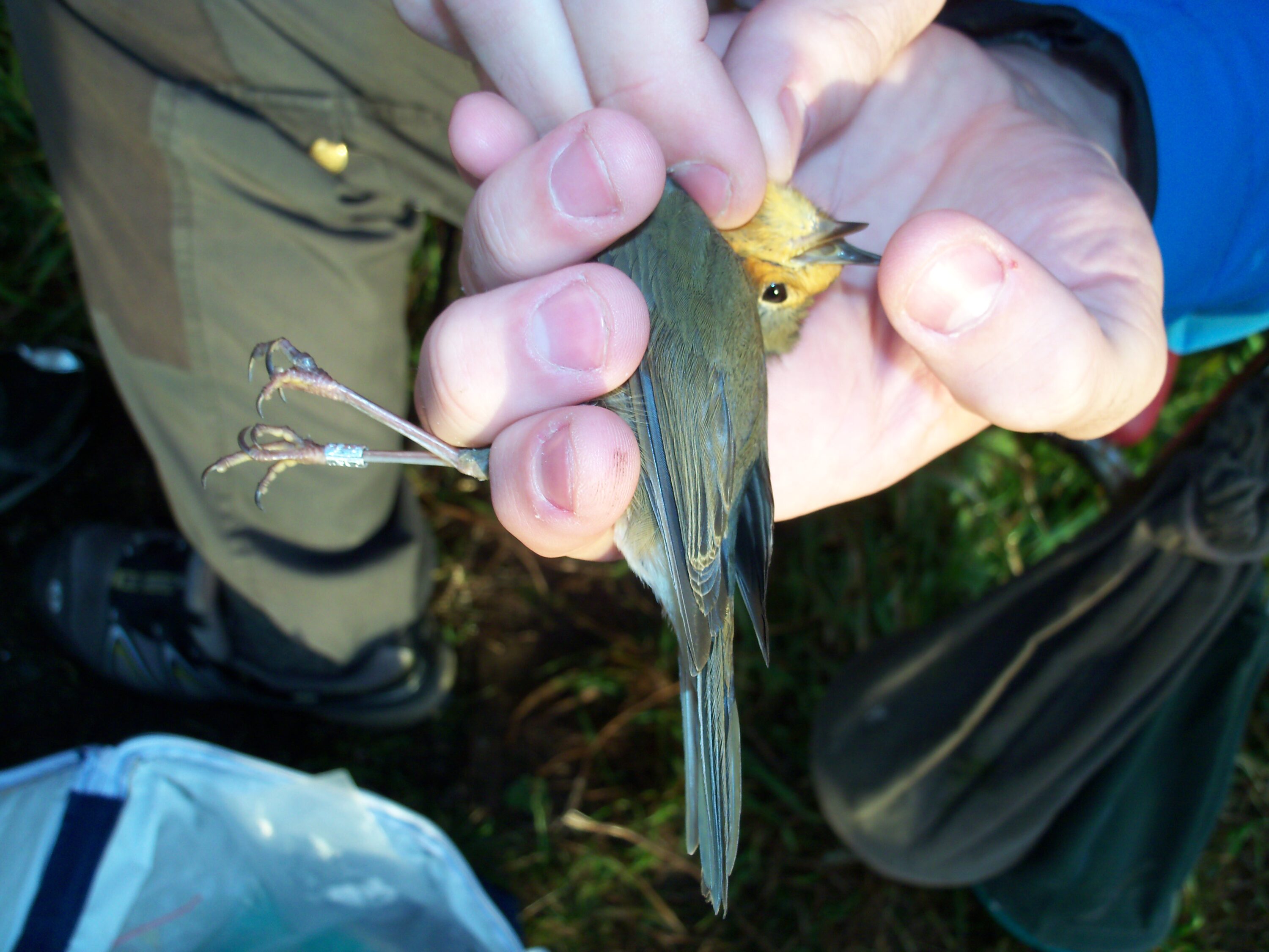 European robin being examined during bird ringing