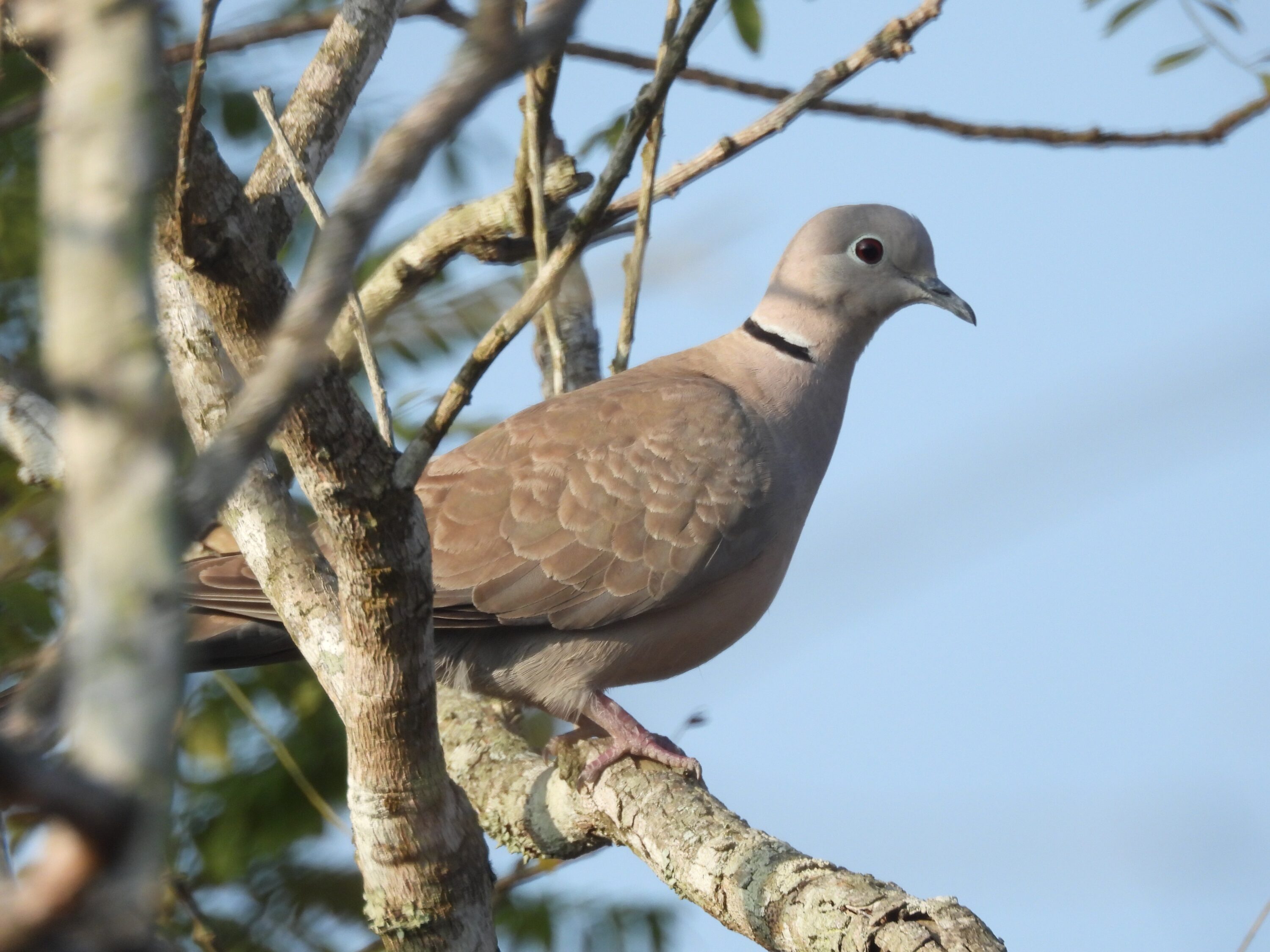 Eurasian collared dove in Bengaluru, India