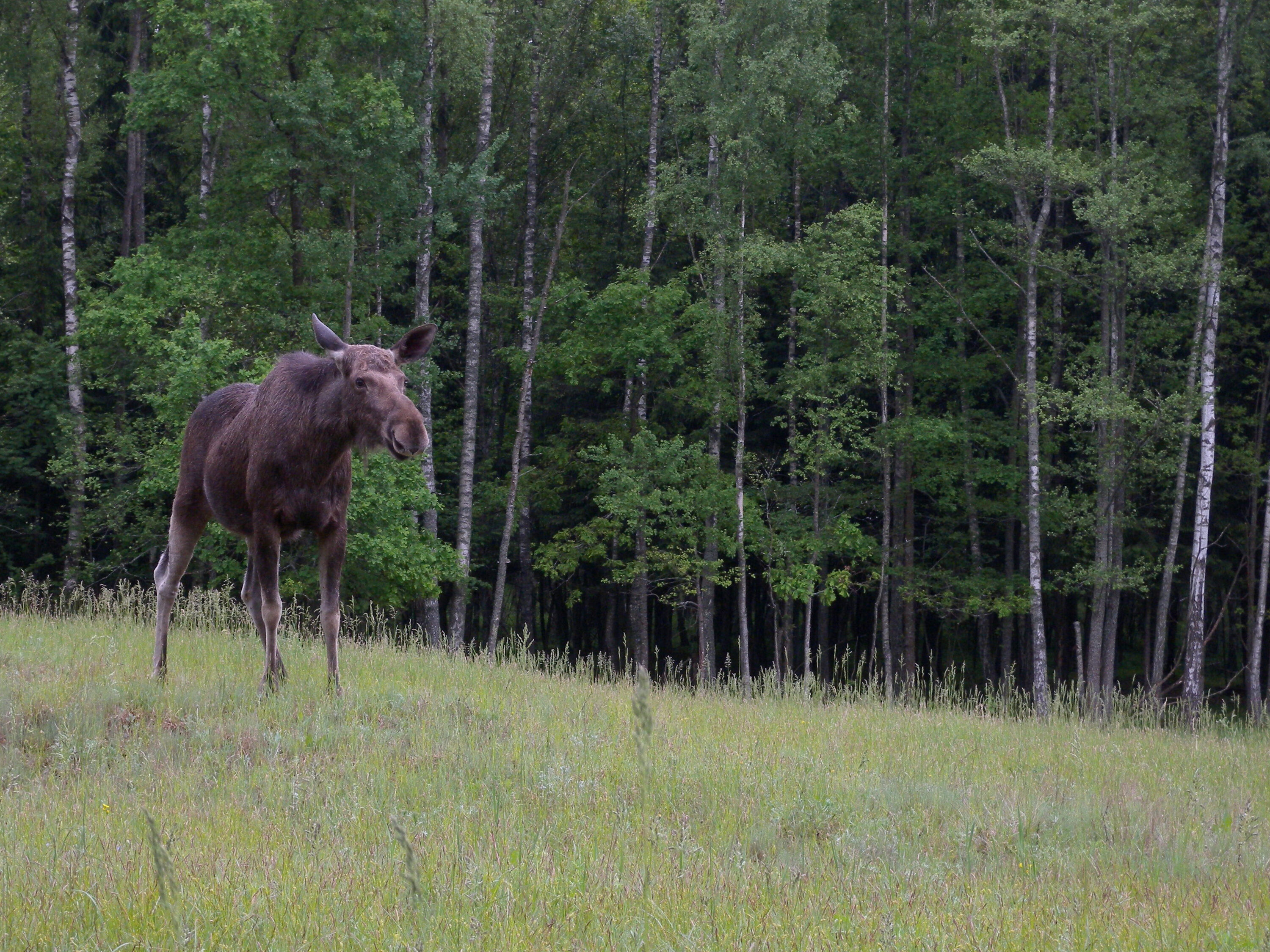 Wild moose in Biebrza National Park, Poland