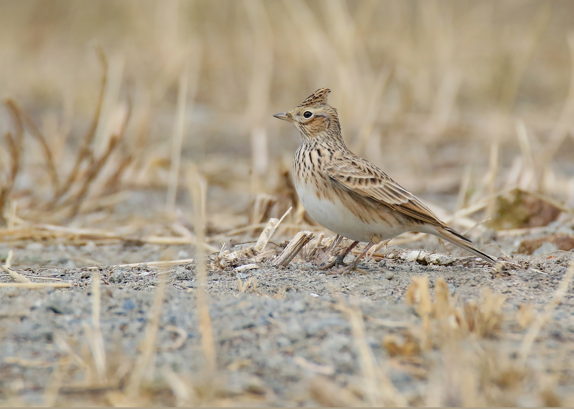 Wild Eurasian skylark in open habitat