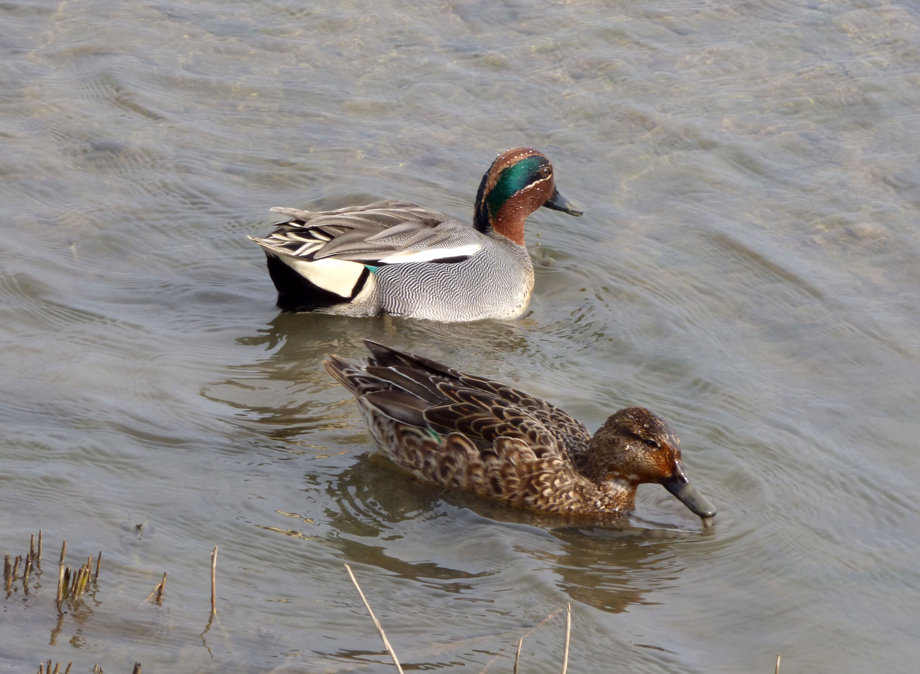 Male and female Eurasian teal together at RSPB Titchwell, Norfolk