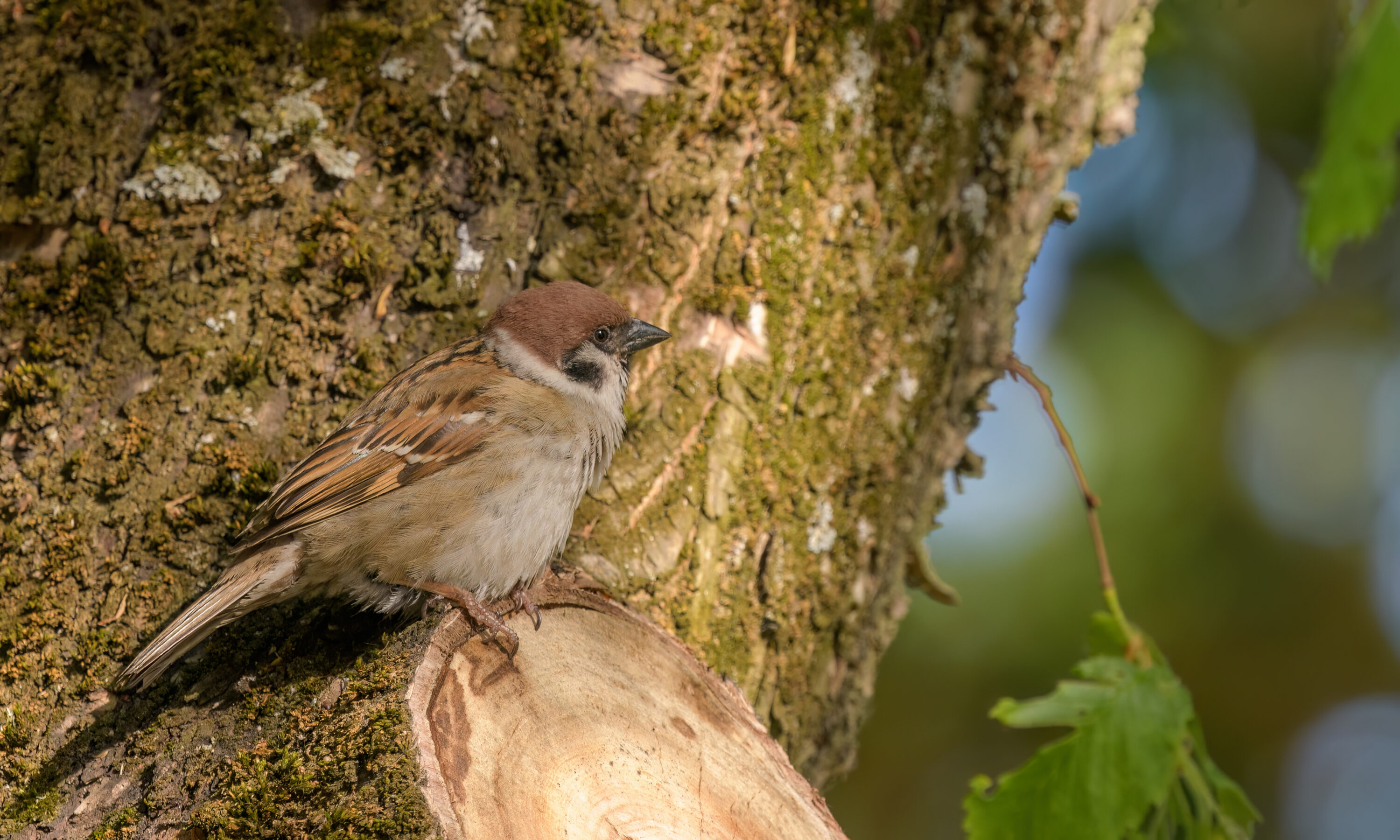 Eurasian tree sparrow perched on a mossy tree trunk
