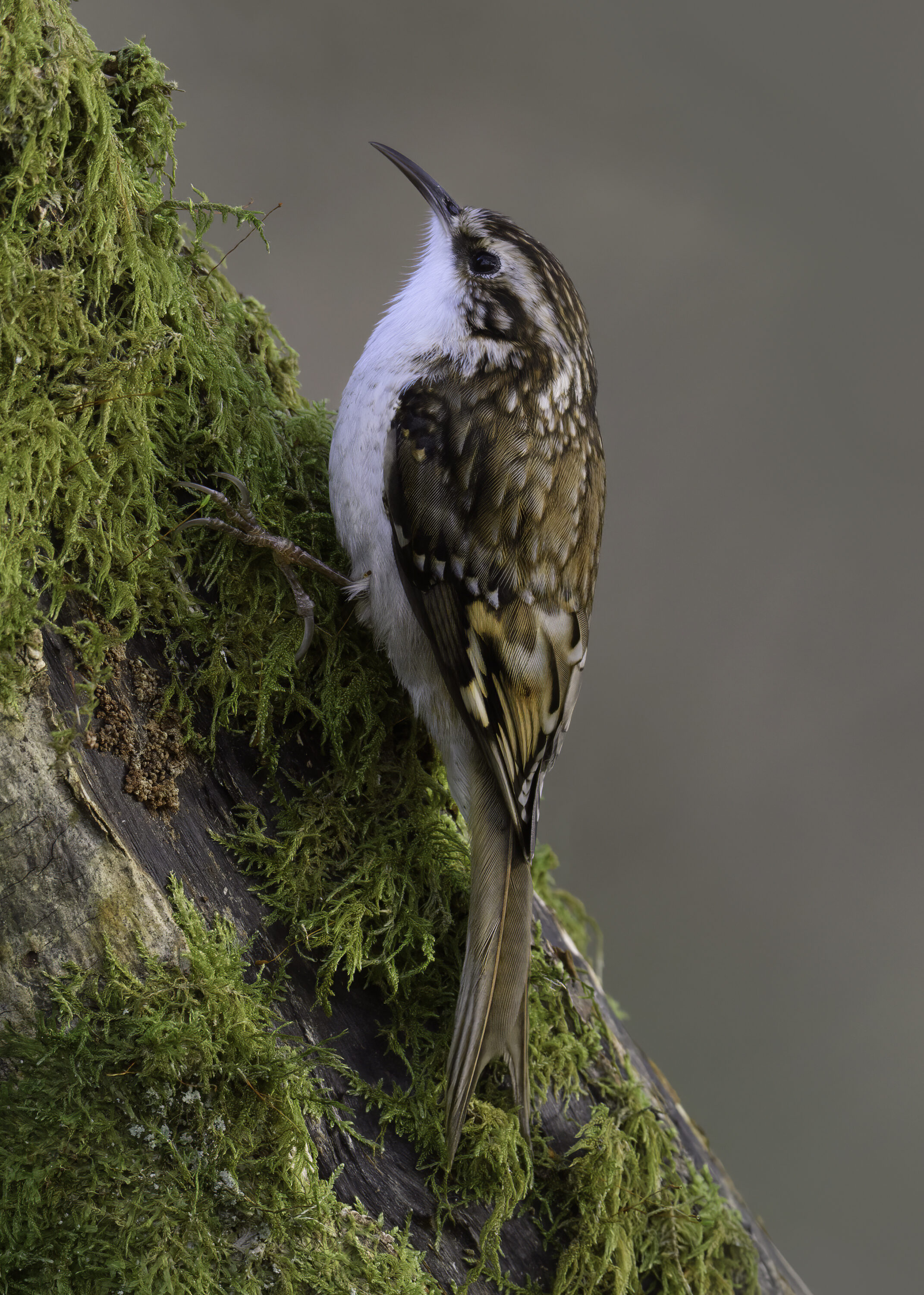 Eurasian treecreeper climbing a moss-covered tree trunk