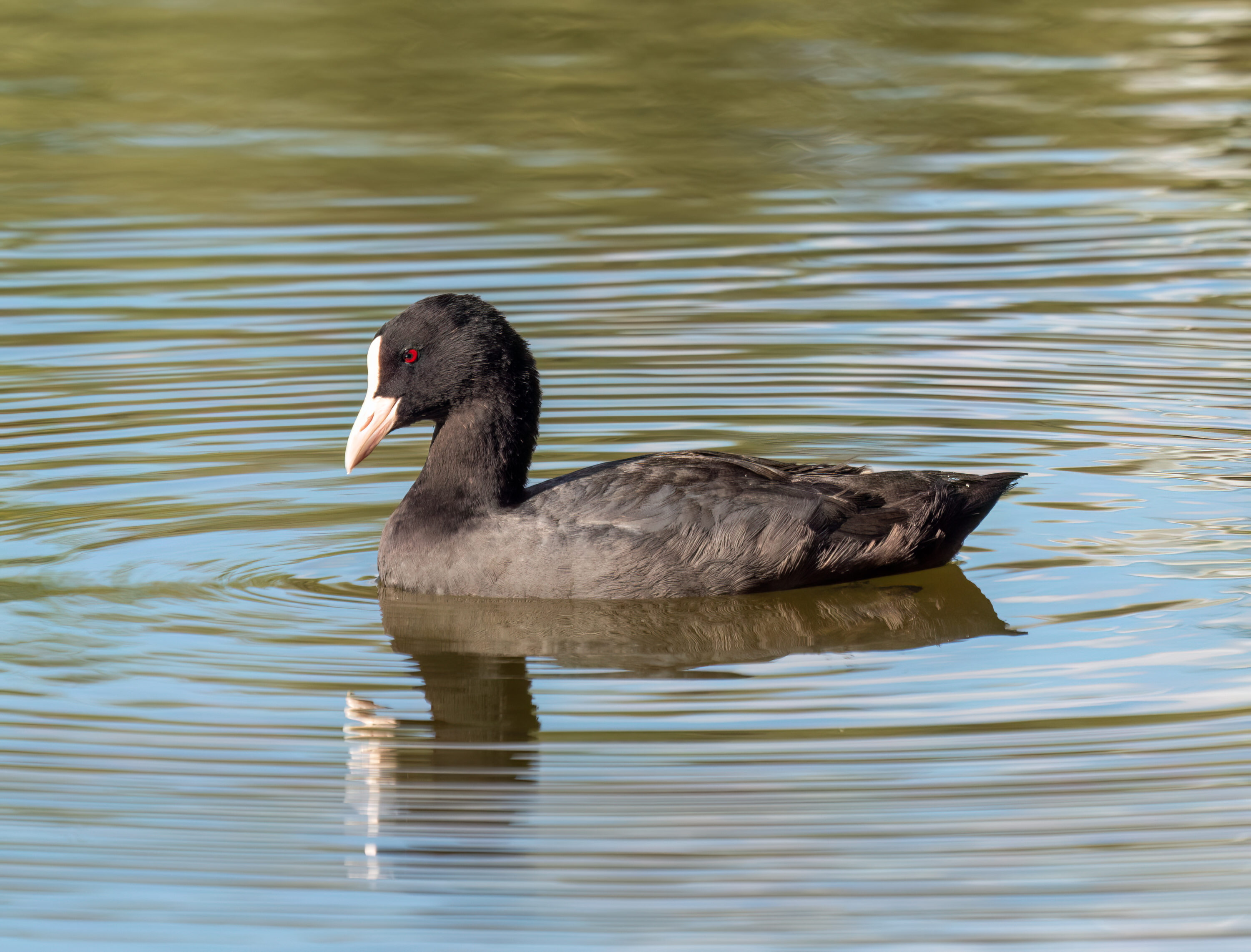 Wild Eurasian coot in Silesian Park, Poland