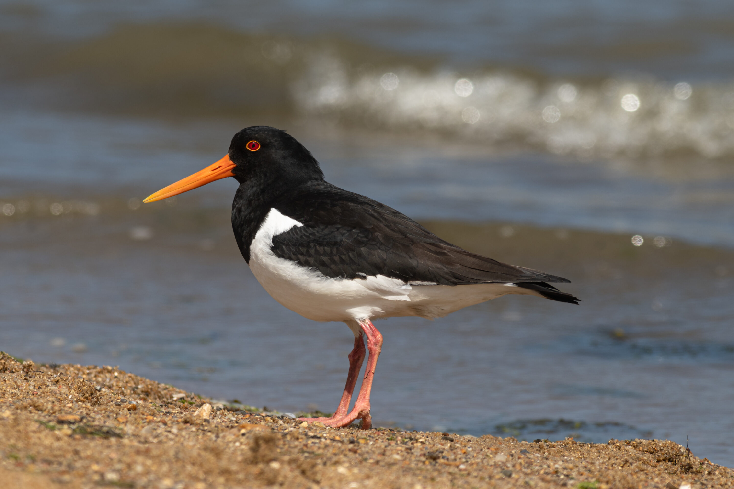 Eurasian oystercatcher standing on a sandy shore