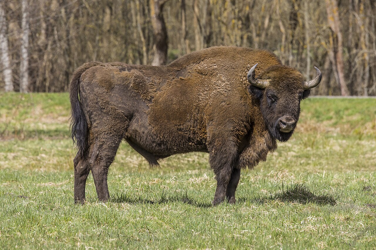 Male European bison in Białowieża Forest, Poland