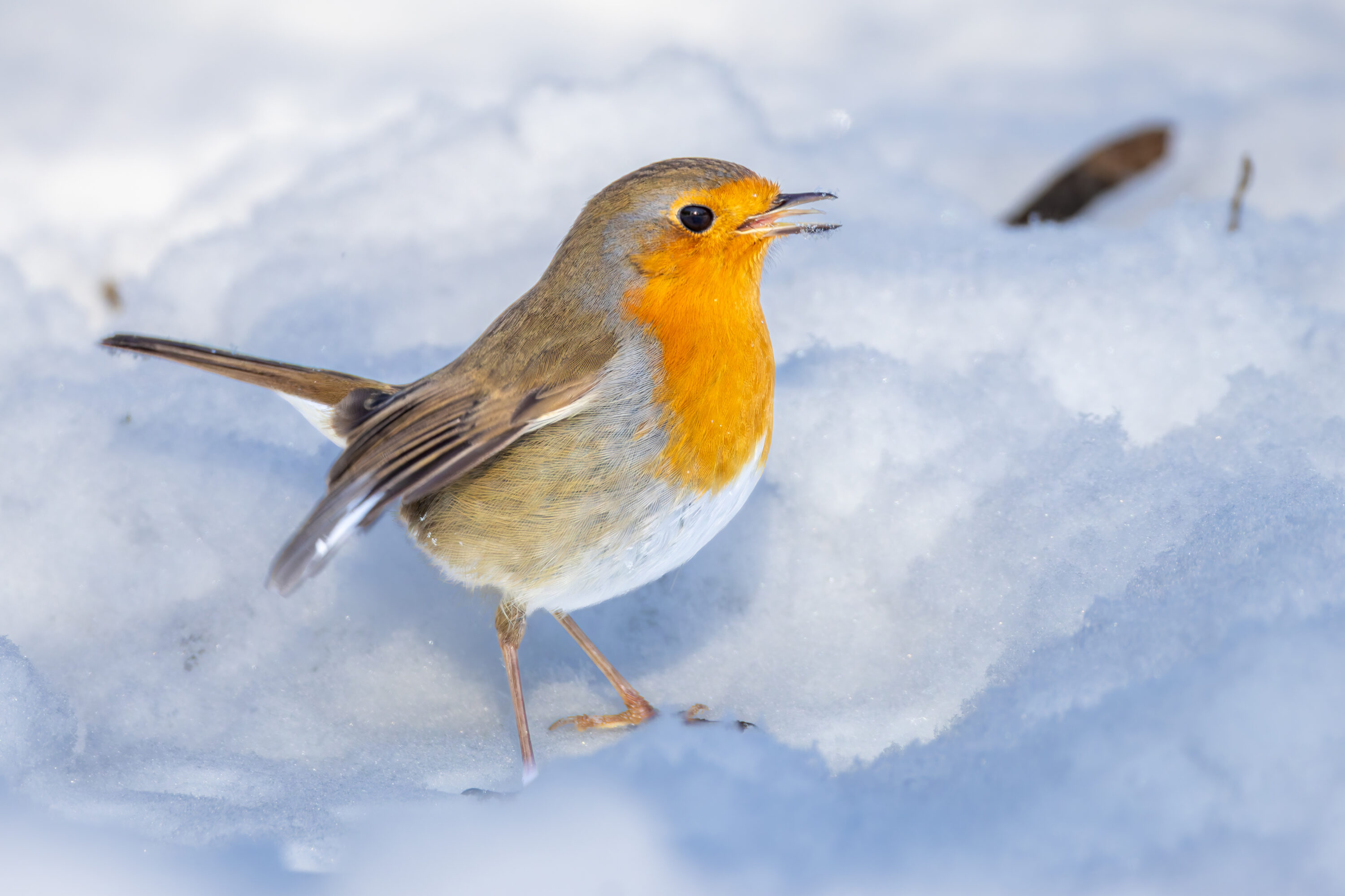 European robin standing in snow