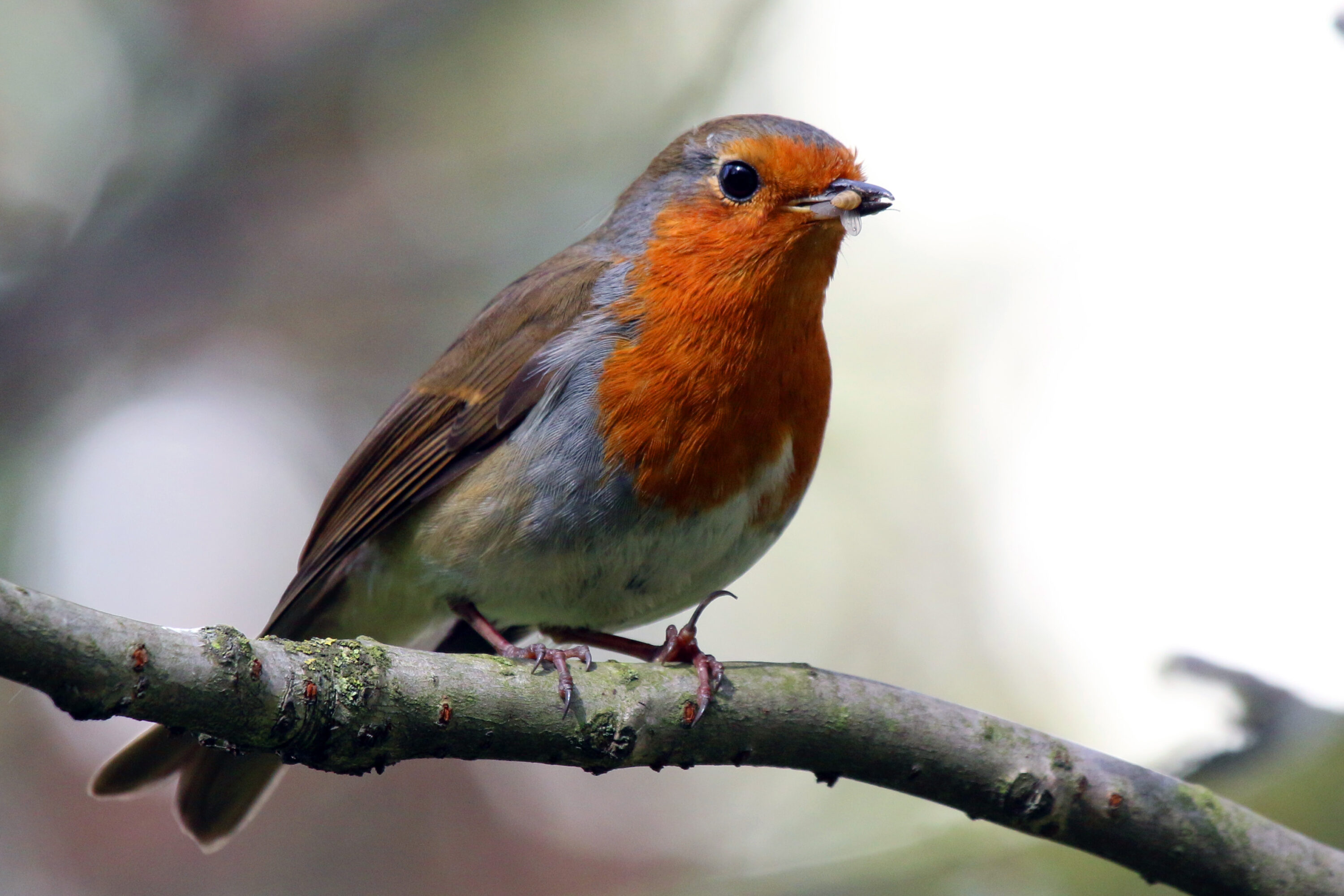 European robin in an urban London square