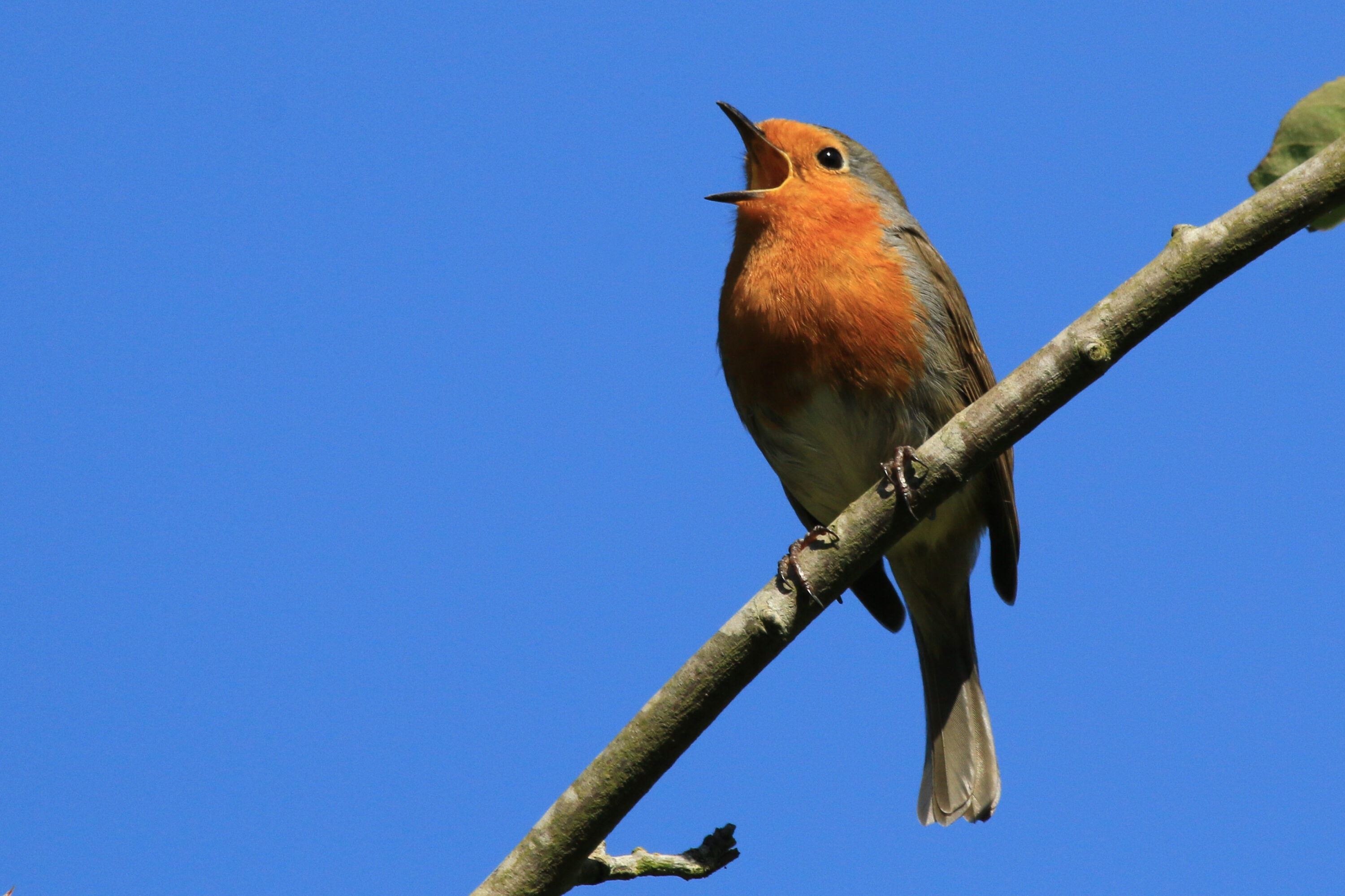 European robin singing from a branch
