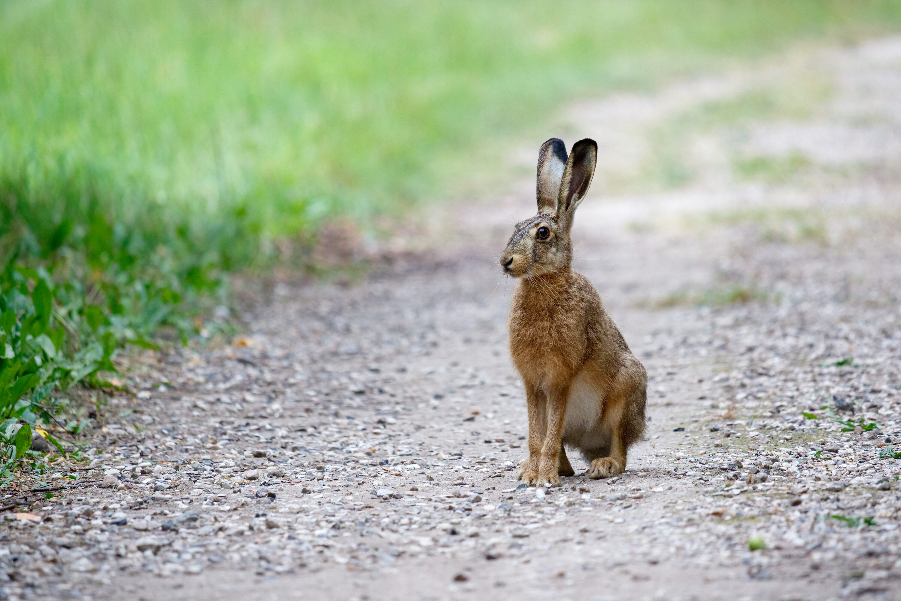 Wild European hare in natural habitat