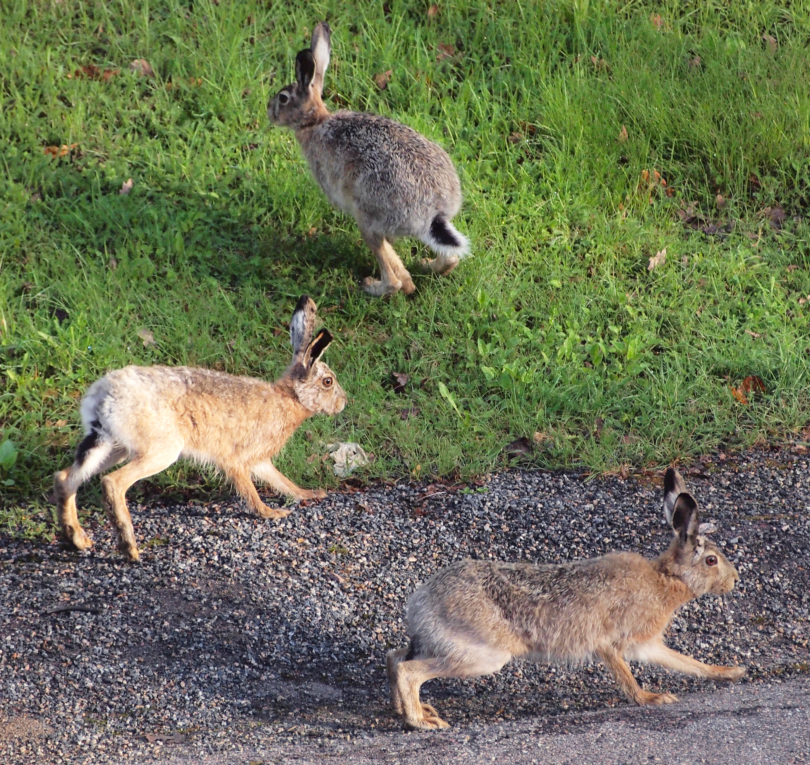 Three European hares running