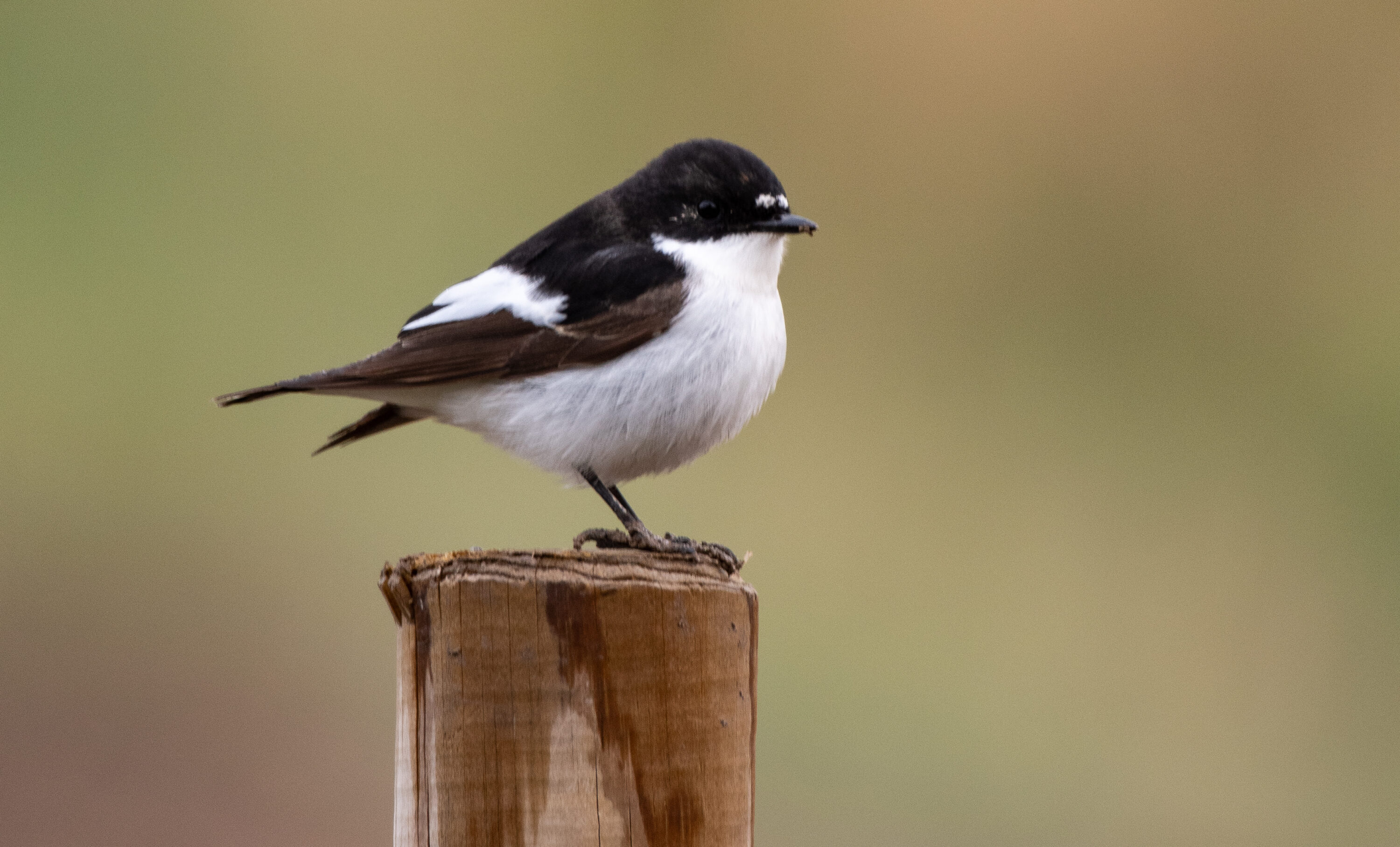 European pied flycatcher perched on a post in Sweden