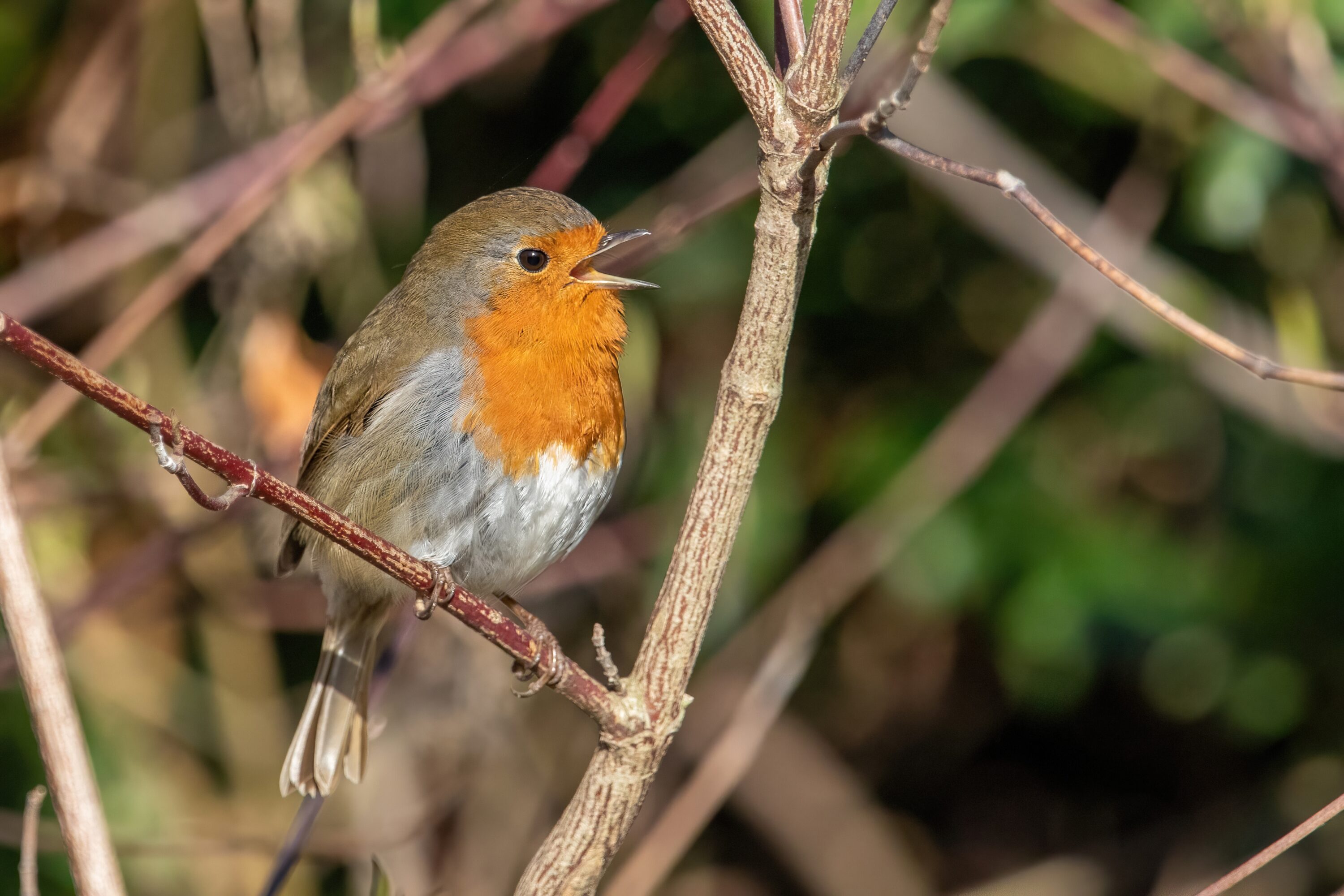 European robin singing from a branch
