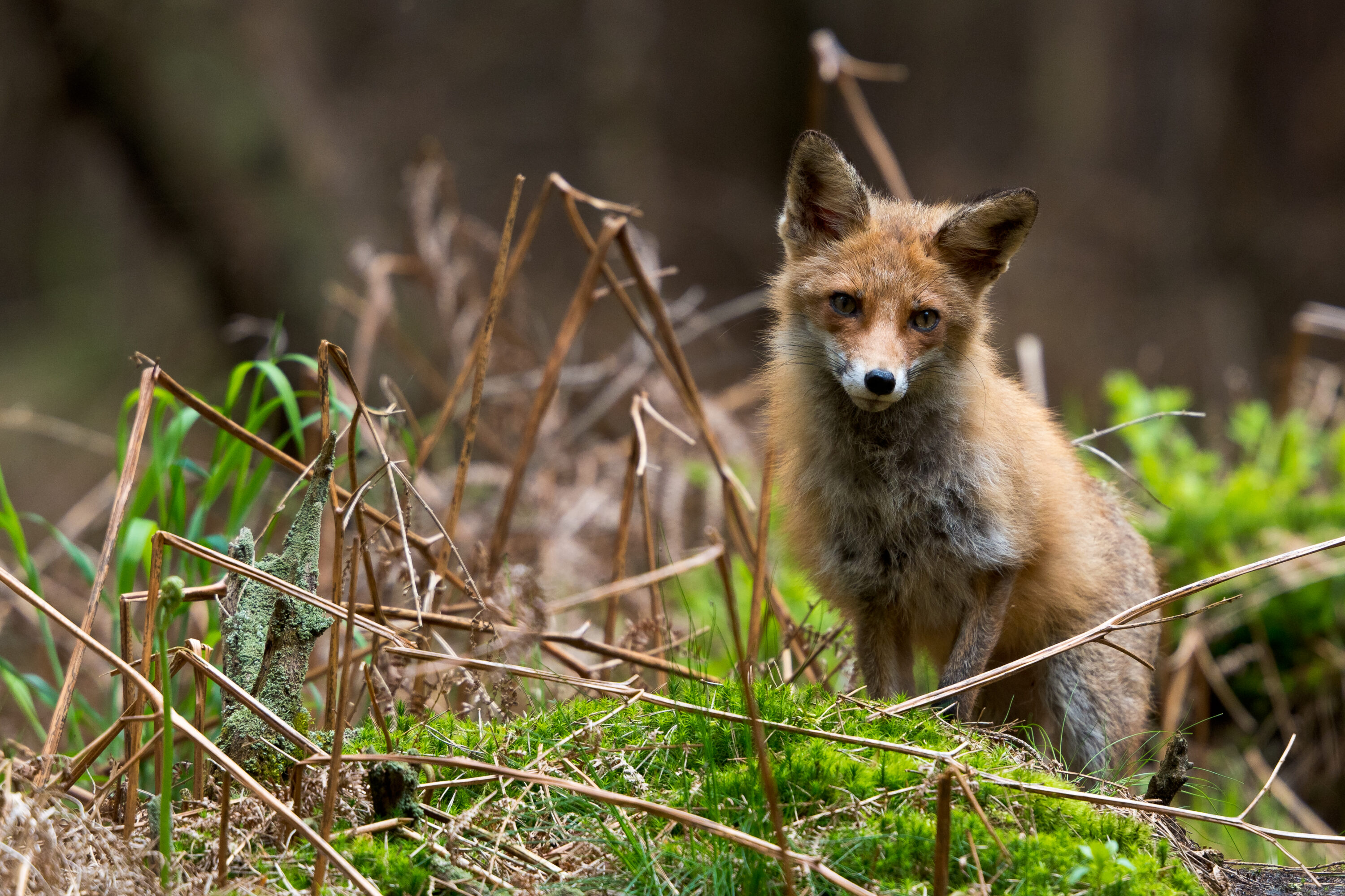 Wild red fox vixen in Western Pomerania Lagoon Area National Park, Germany