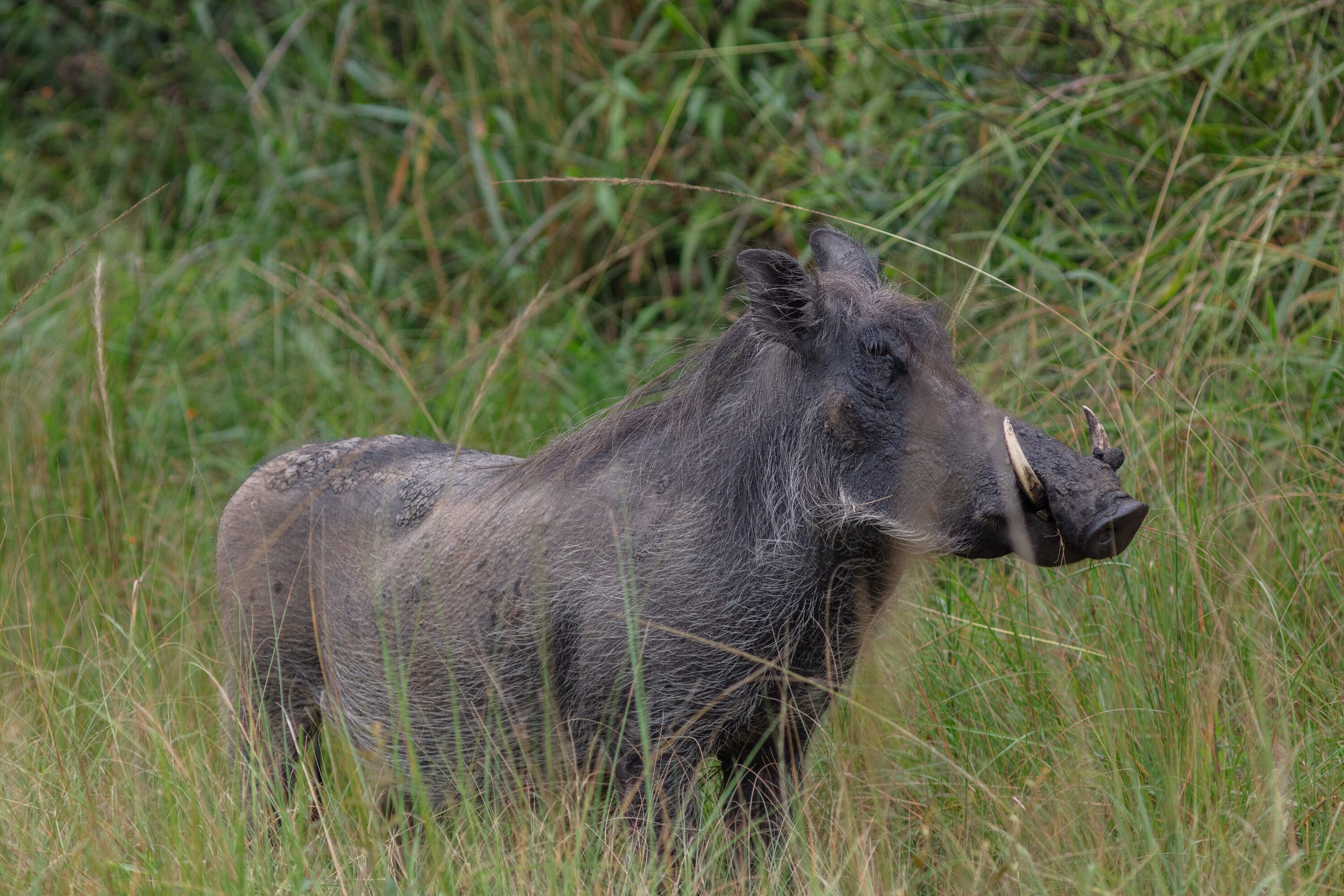 Common warthog in Lake Mburo National Park, Uganda