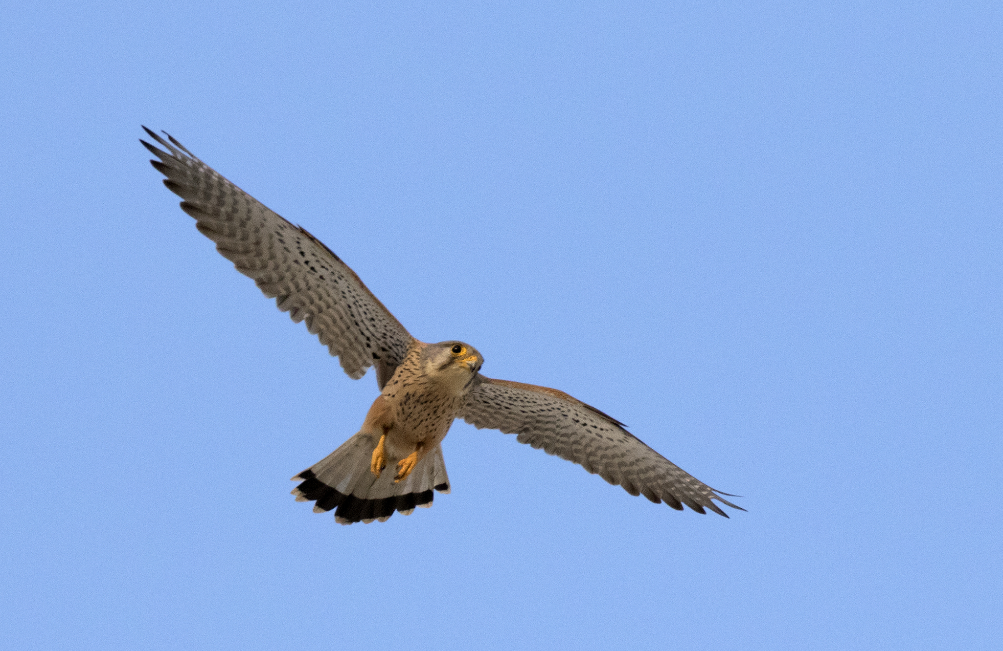 Male common kestrel in flight in Türkiye
