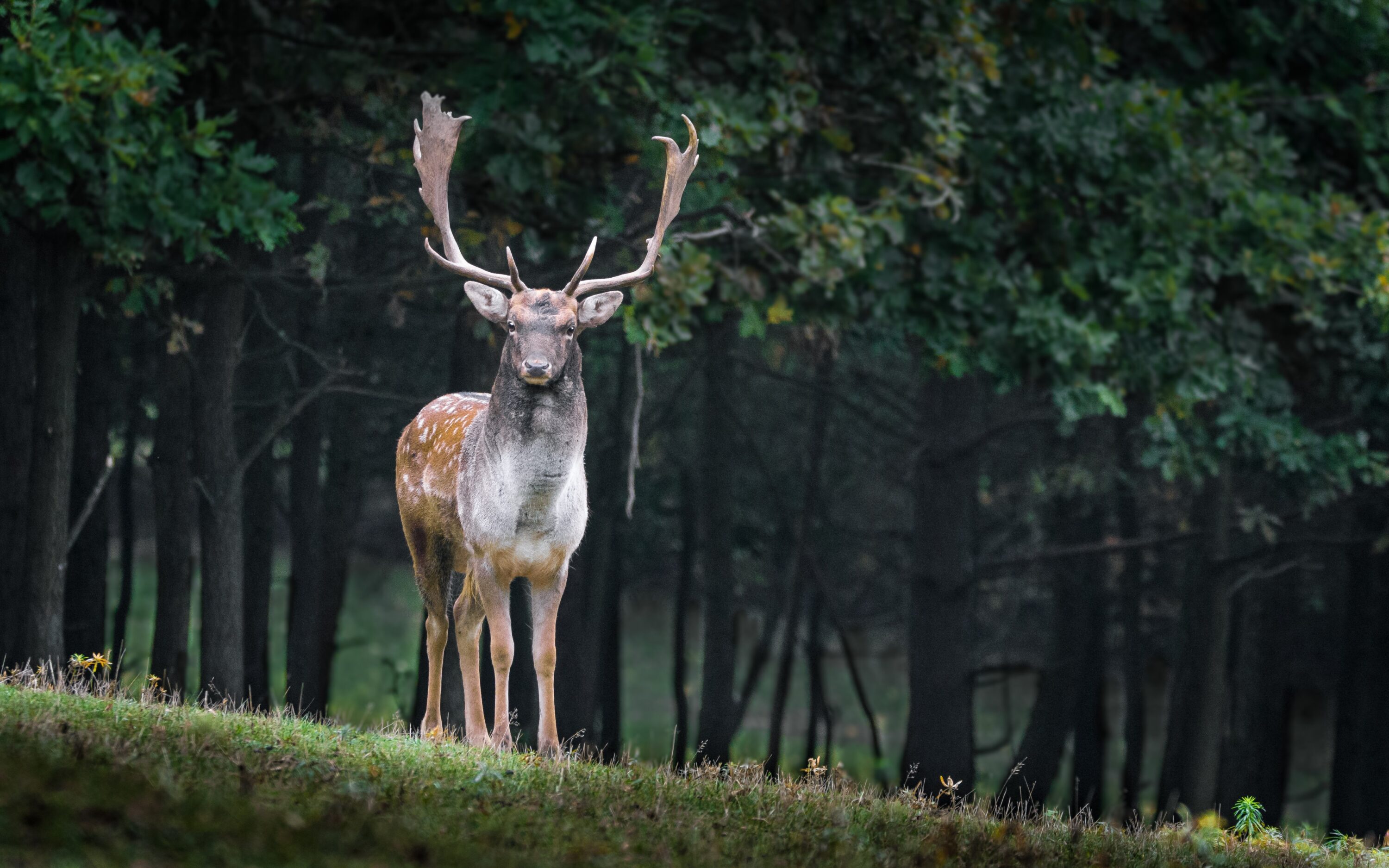 Male European fallow deer standing at a forest edge