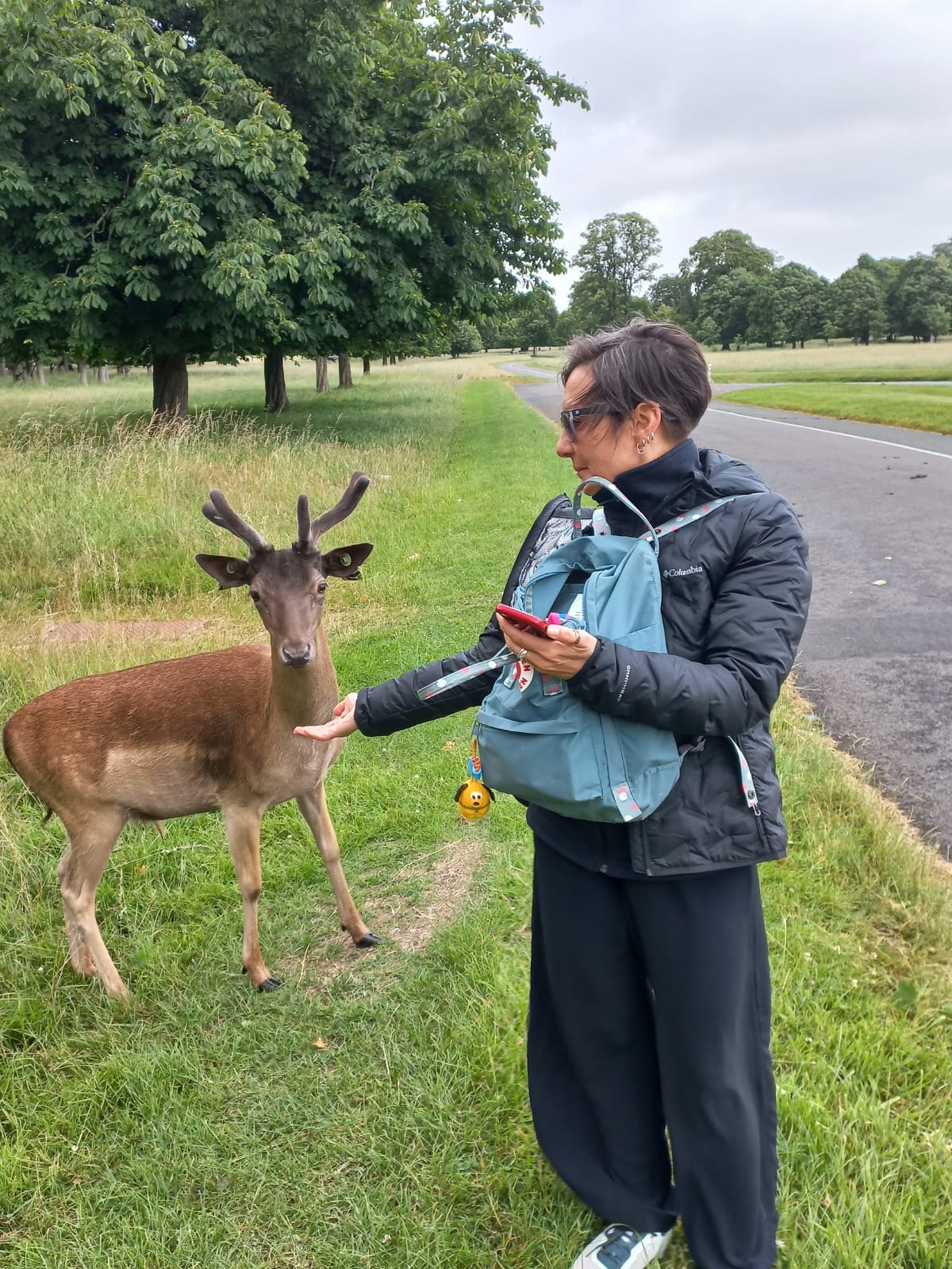 Visitor feeding a European fallow deer in Phoenix Park, Dublin