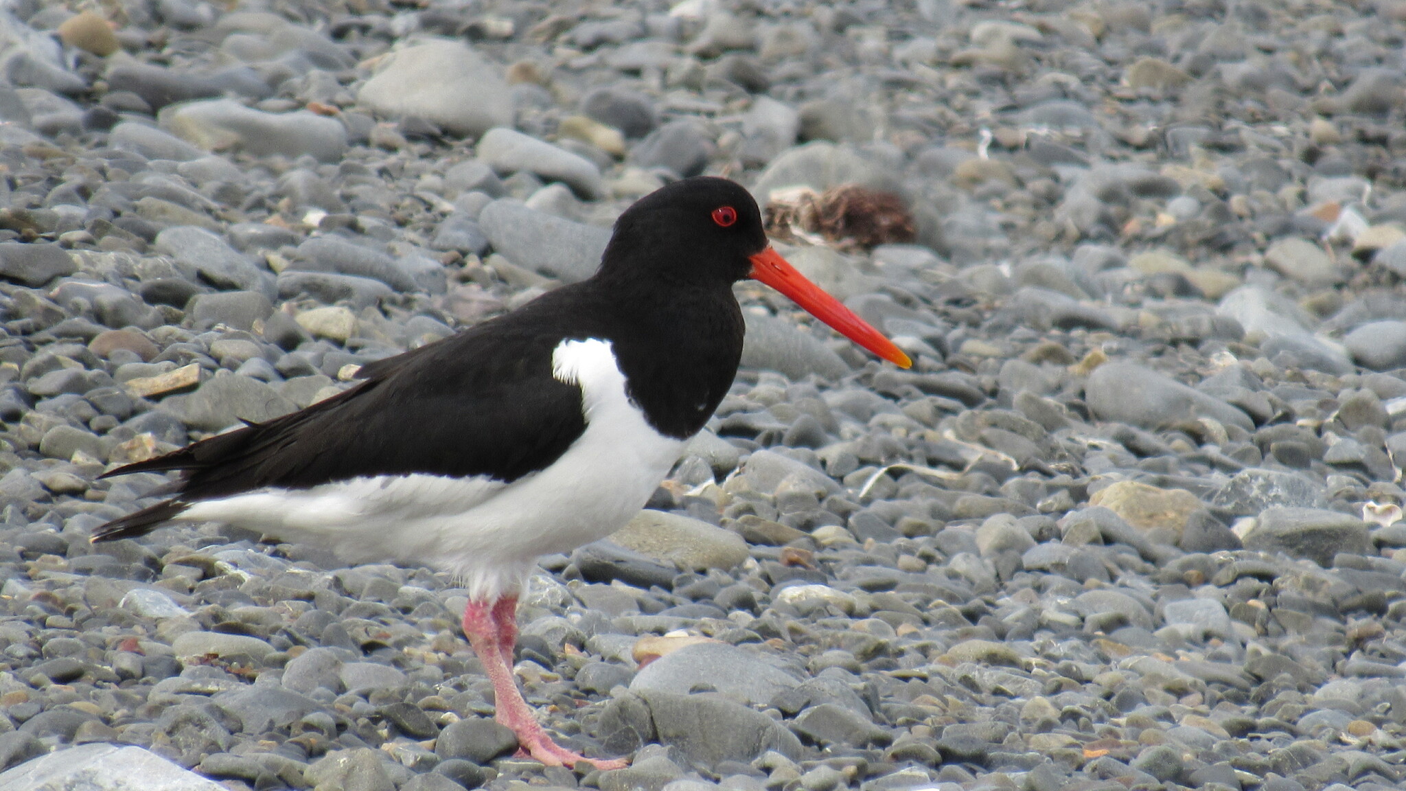Far Eastern oystercatcher standing on a rocky shore in Nikolai Bay, Russia