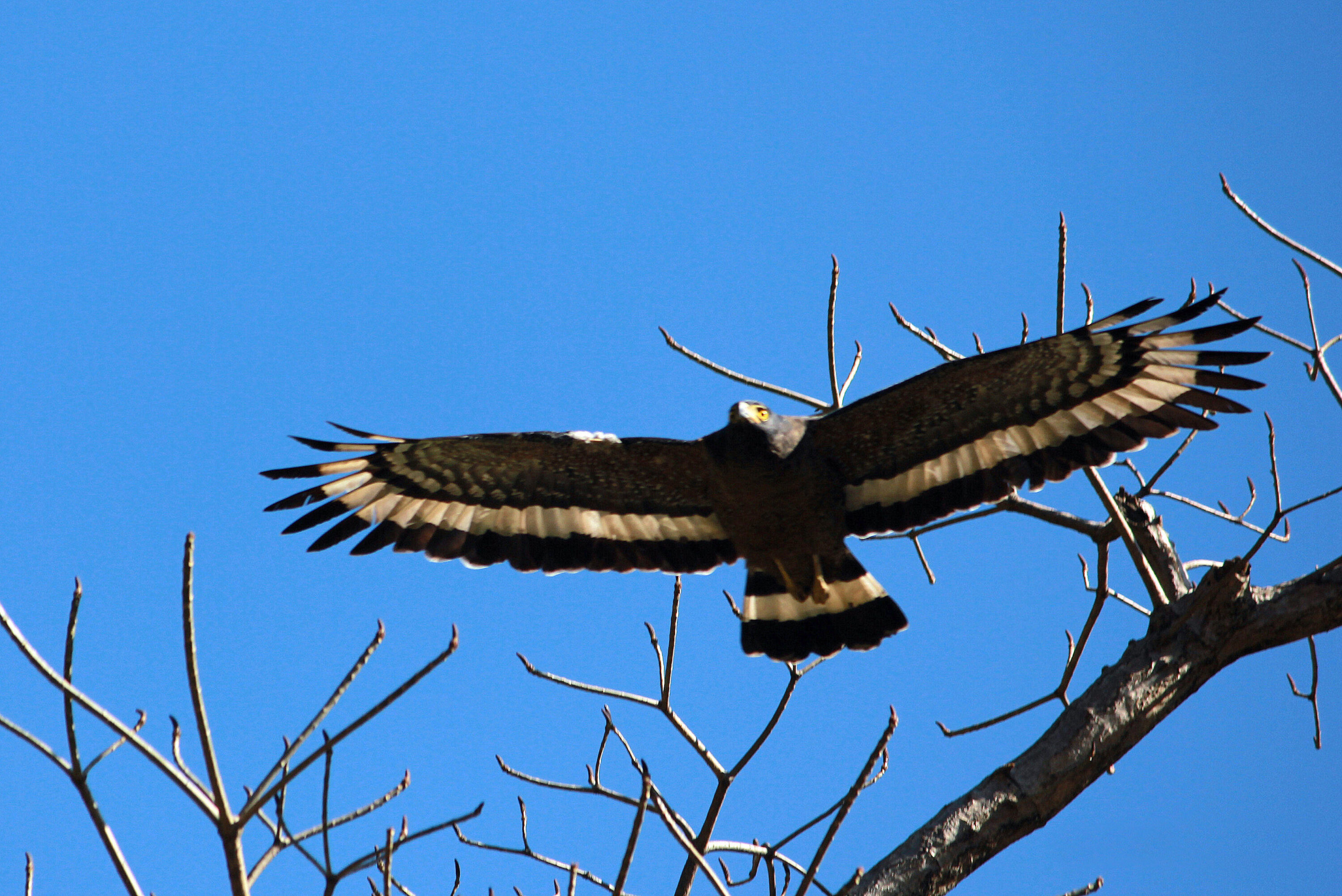 Crested serpent-eagle in flight showing the underside of its wings and tail feathers