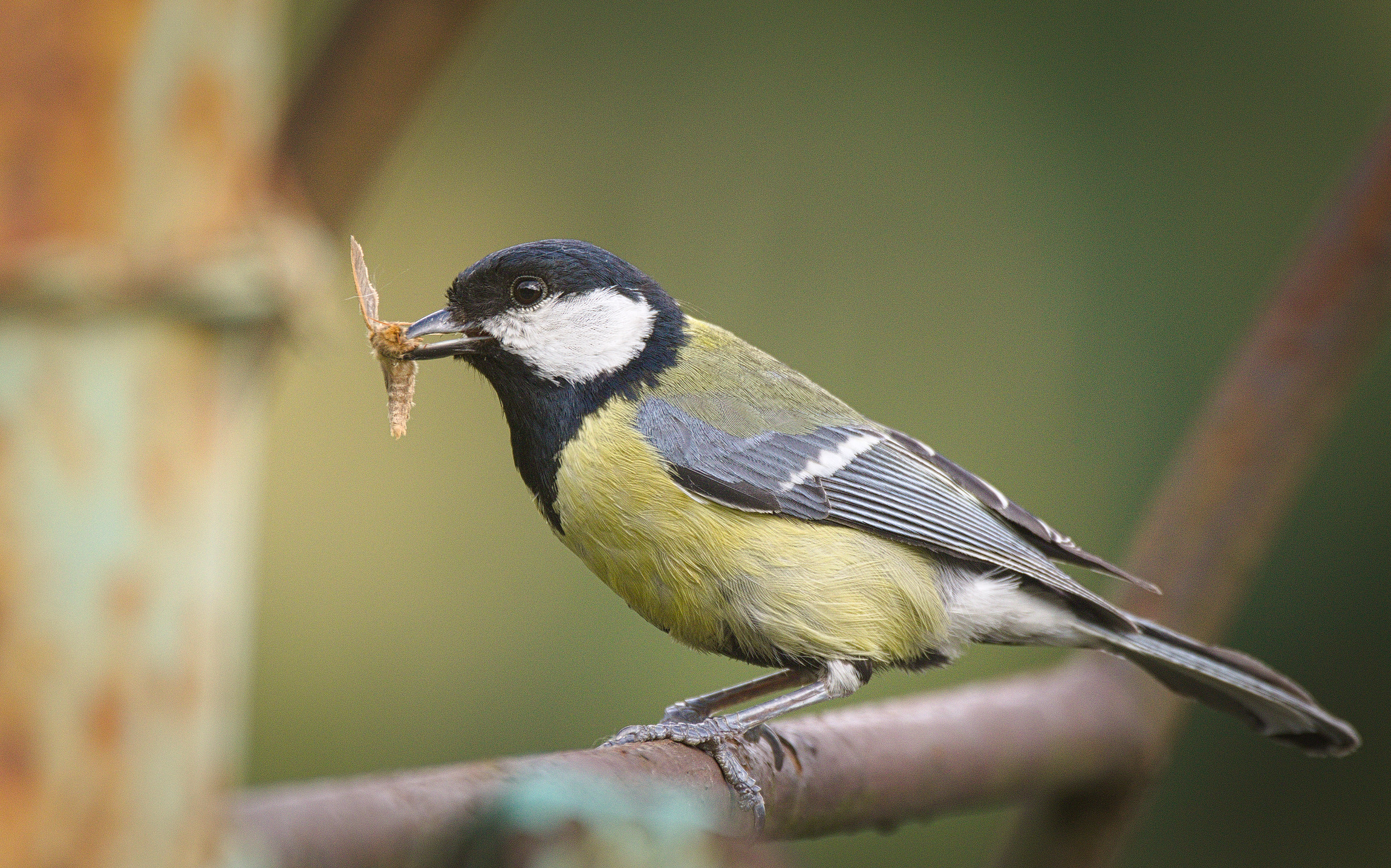 A great tit carrying a moth to feed its chicks