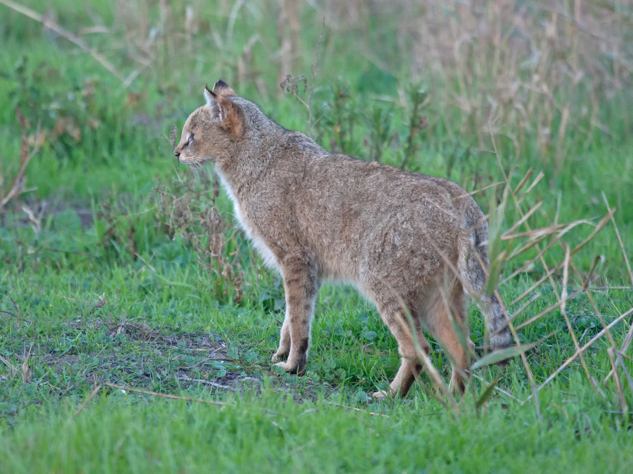 Wild jungle cat standing in vegetation in Hula Valley