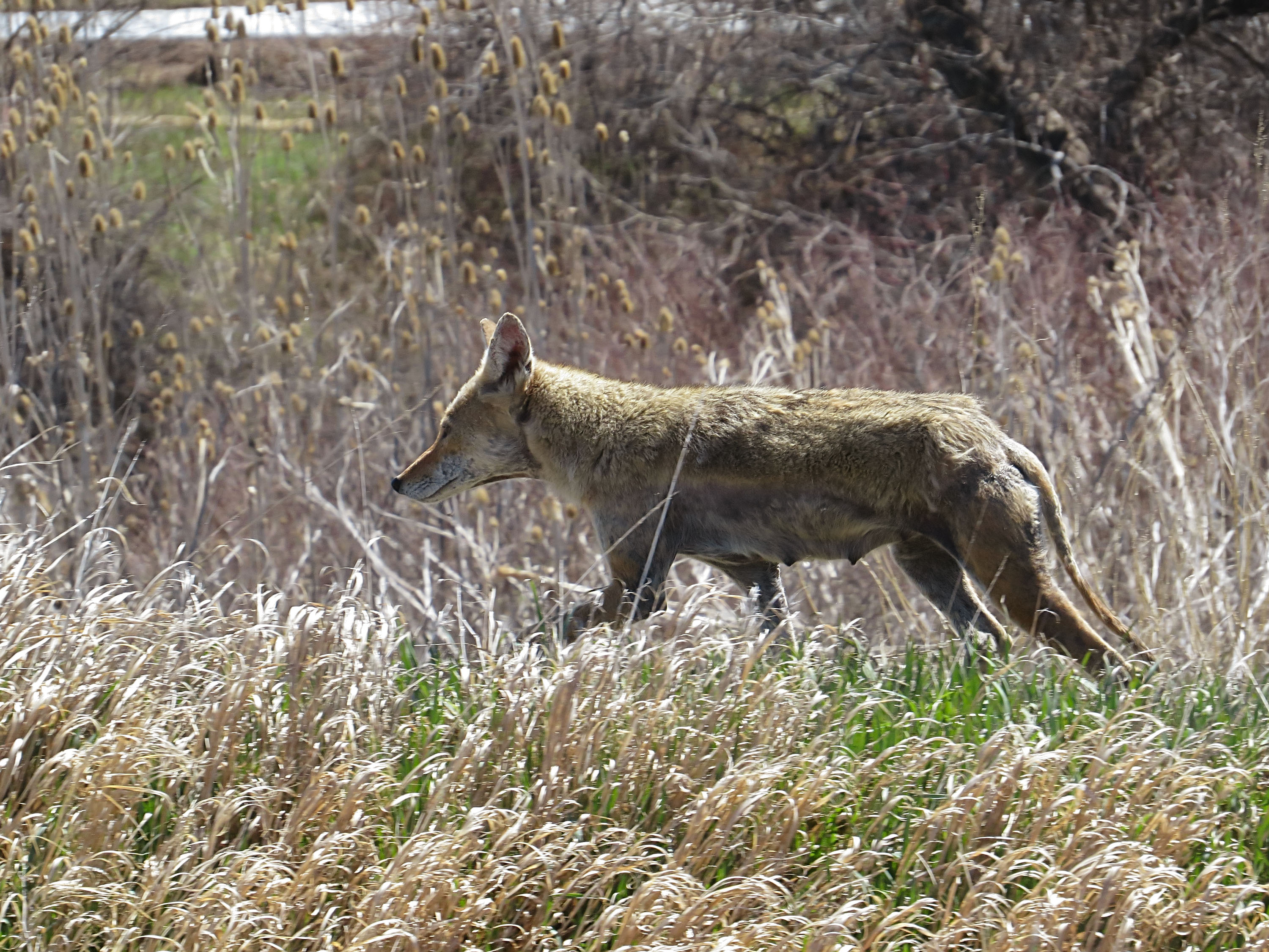 Female coyote showing patchy fur from mange