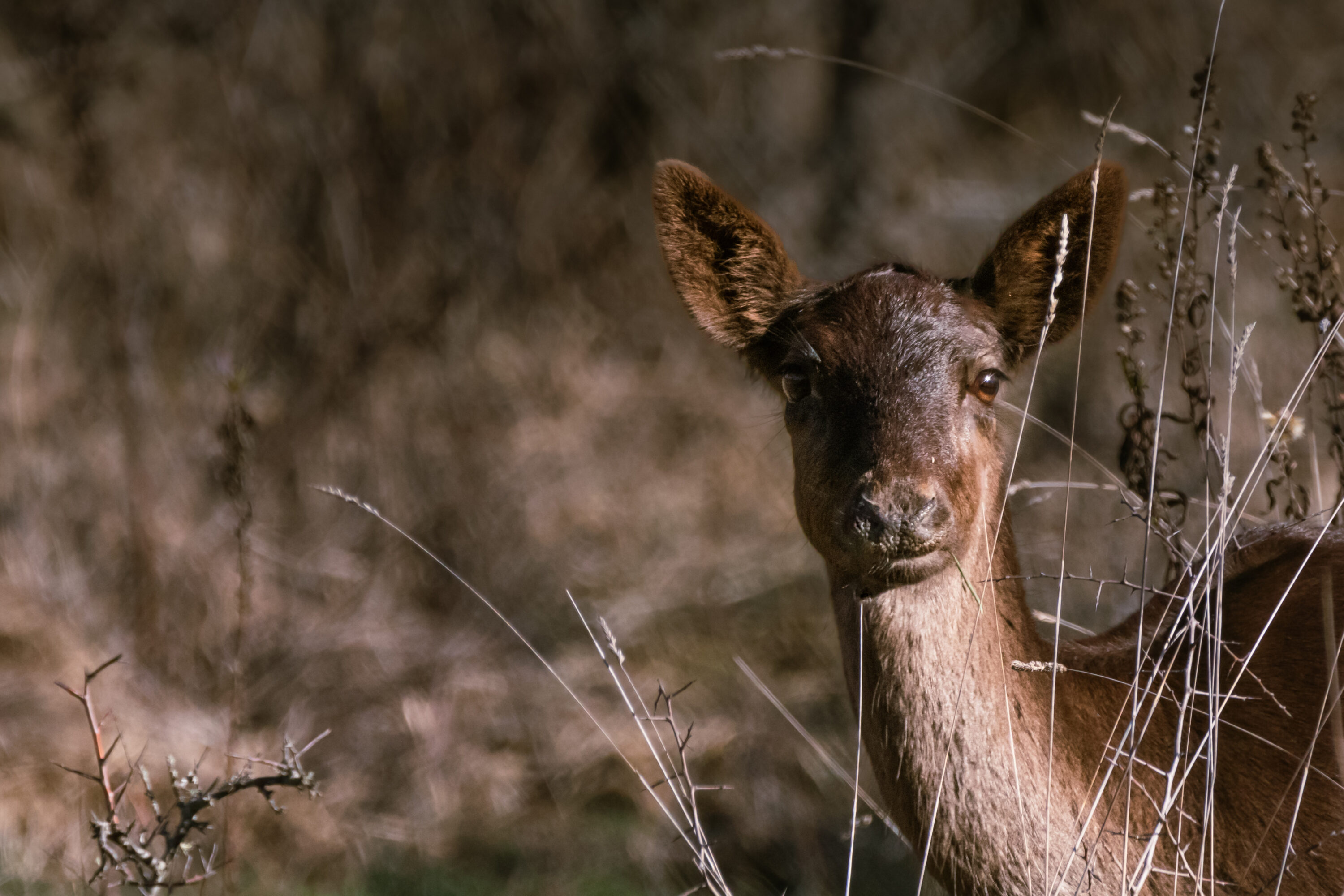 Female European fallow deer in natural vegetation