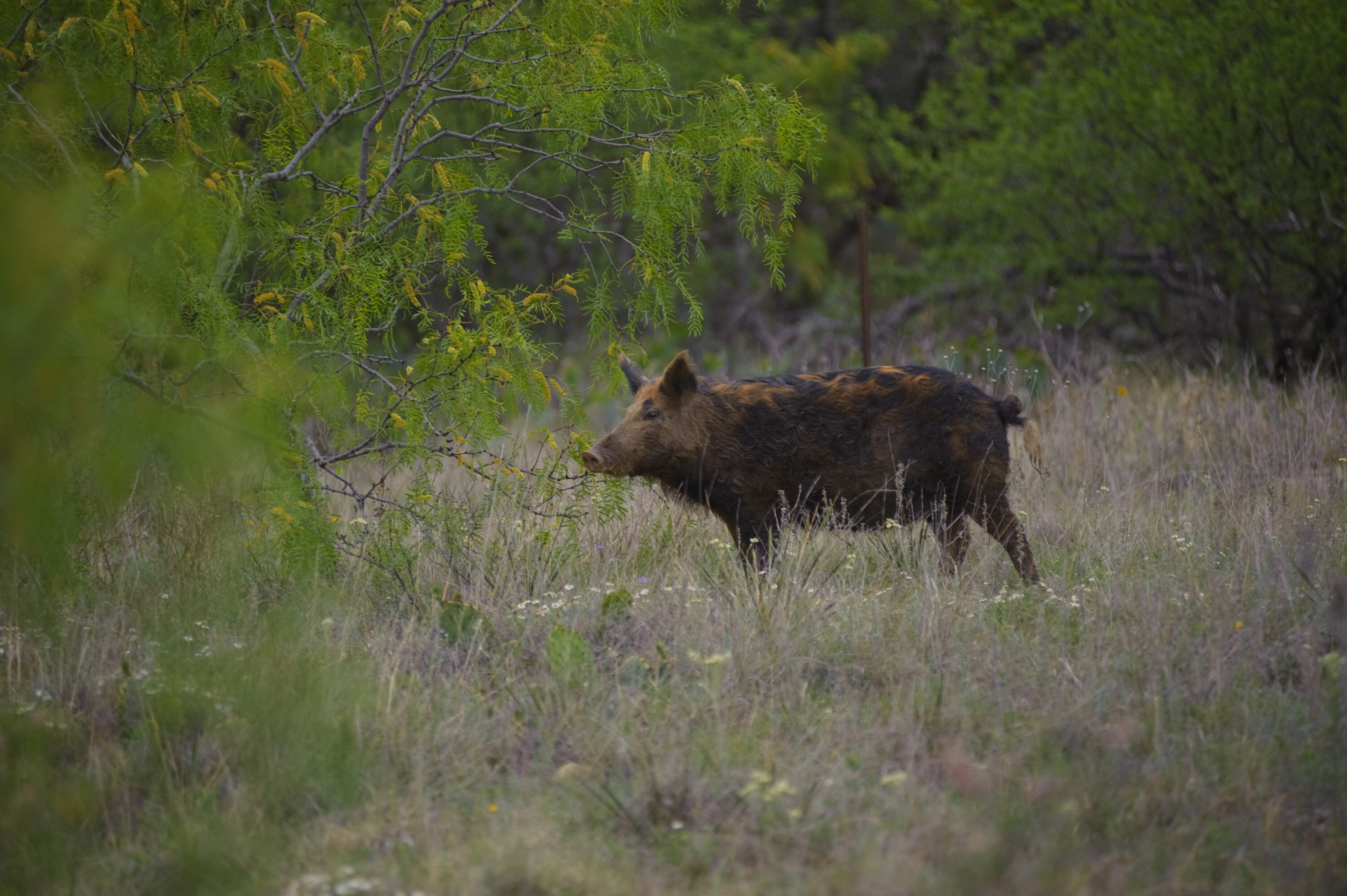 Feral hogs on a ranch in Albany, Texas