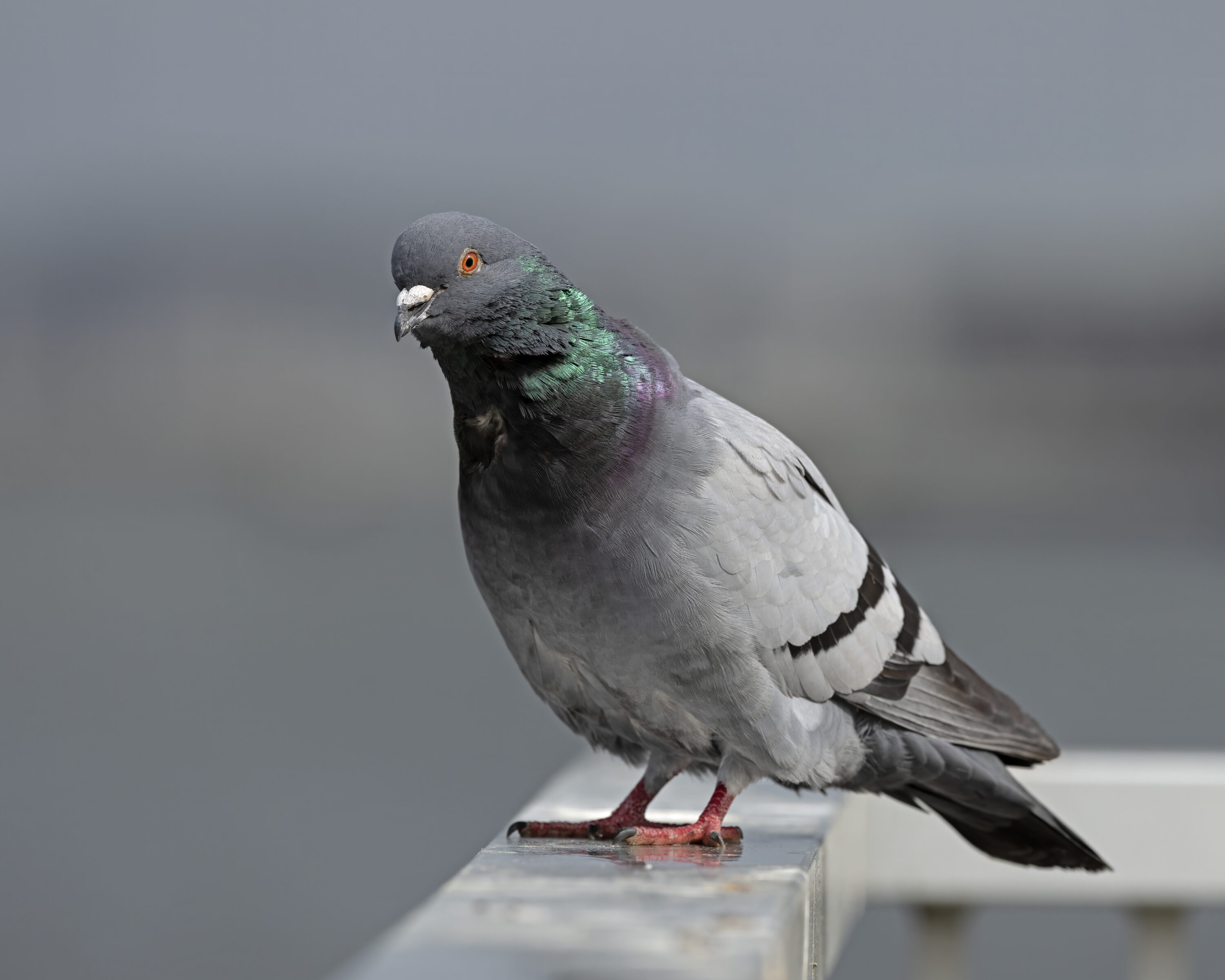 Feral pigeon perched on a railing