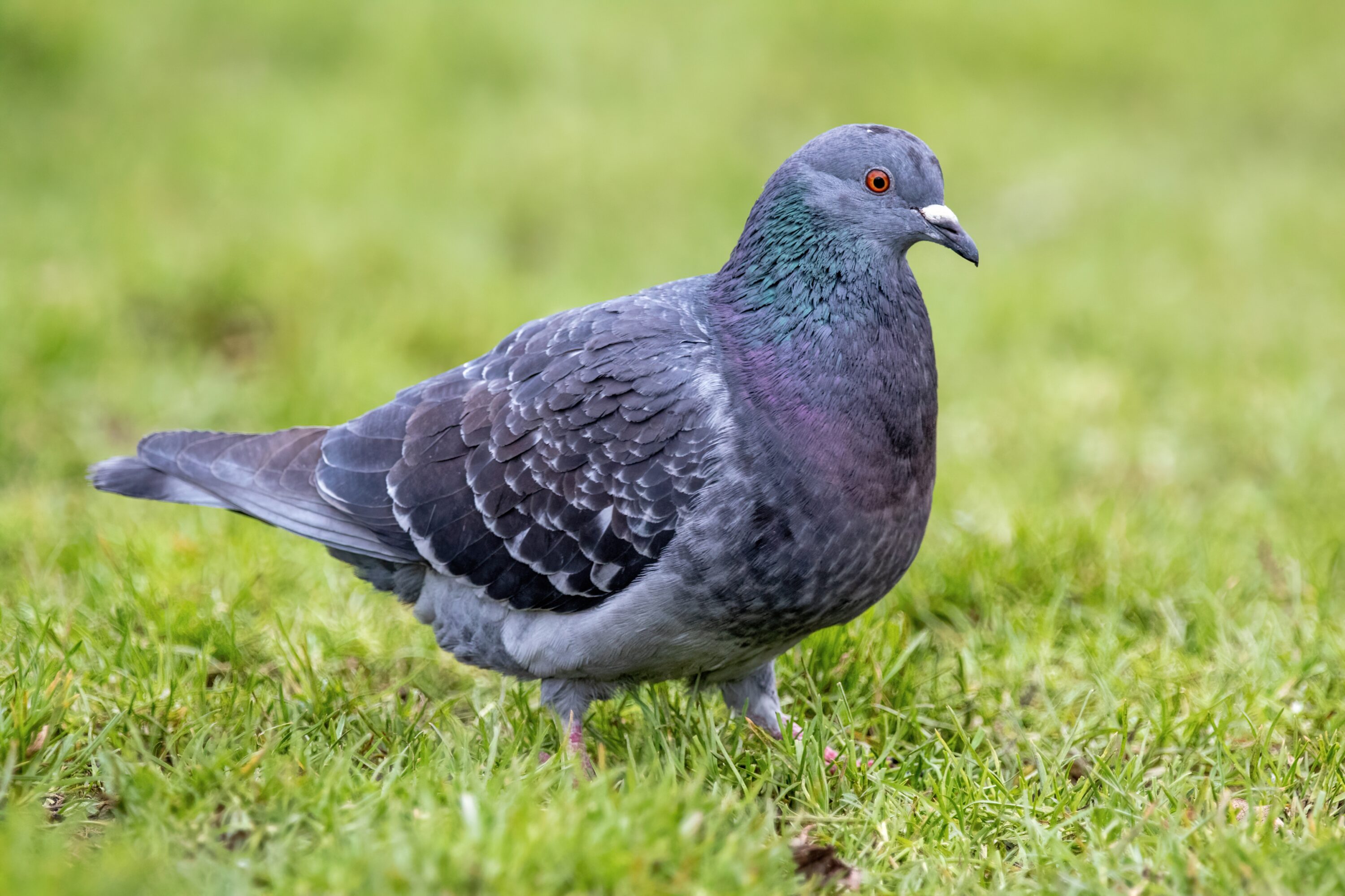 Feral pigeon walking on grass