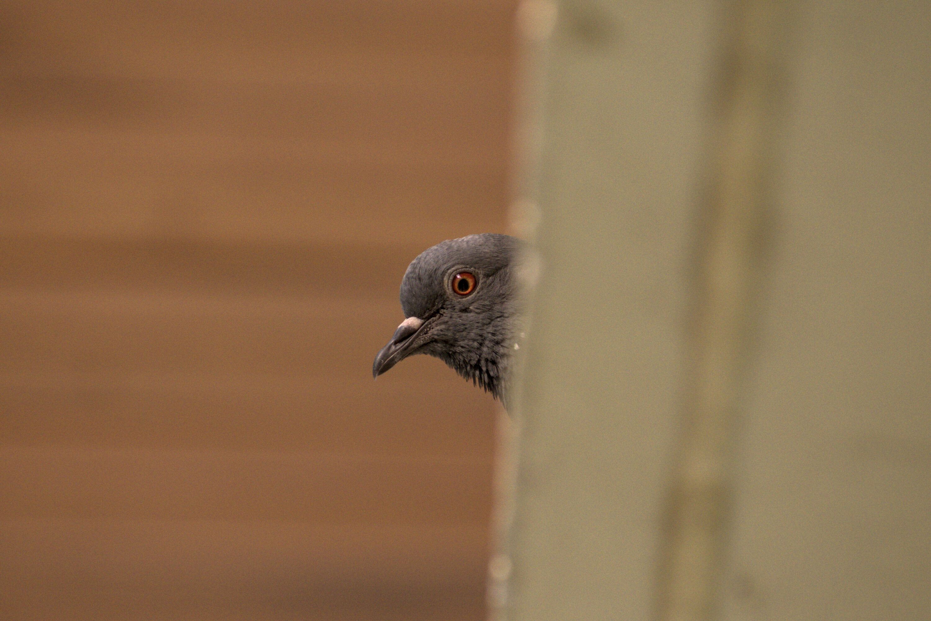 Rock dove at IIT Mandi, Himachal Pradesh, India