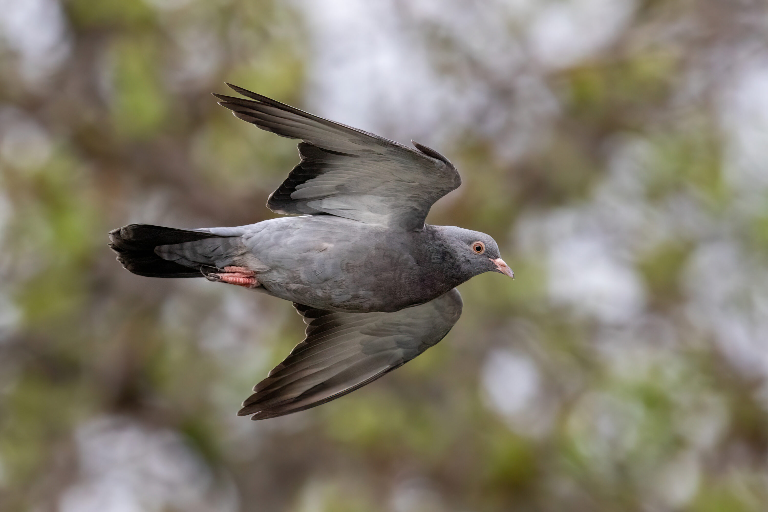 Feral pigeon in flight