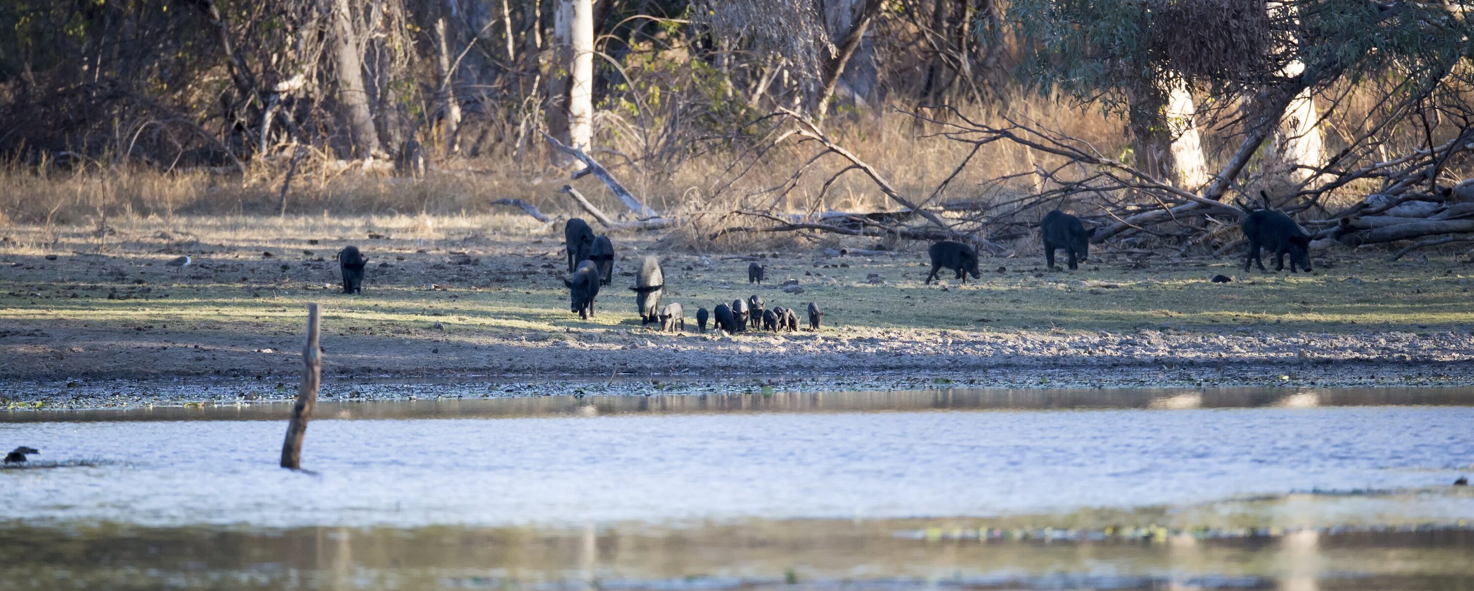 Group of feral pigs at water at Jardines Lagoon in North Queensland, Australia